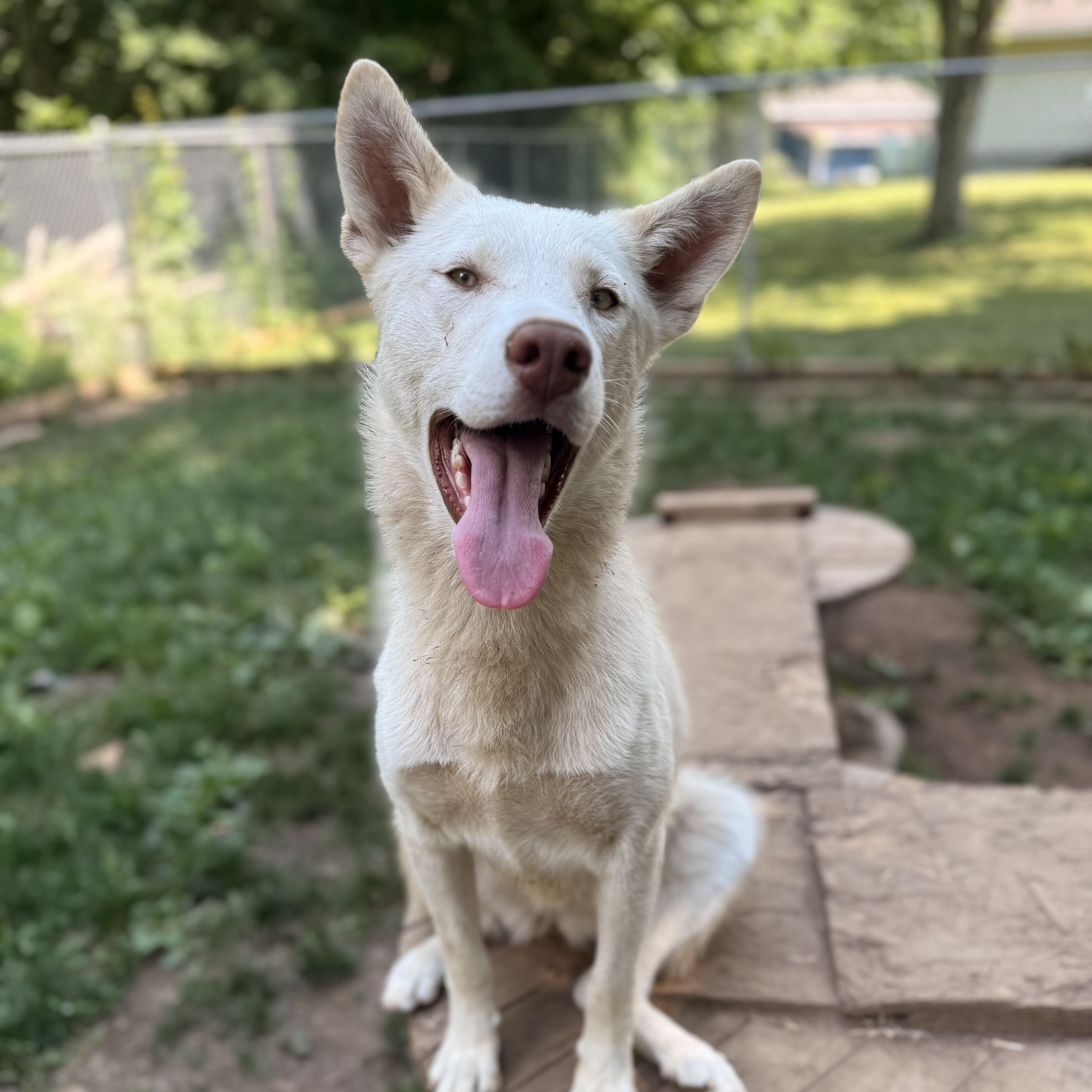 Enlarge Lily, a Adoptable White German Shepherd in Addison, ON image 5/6