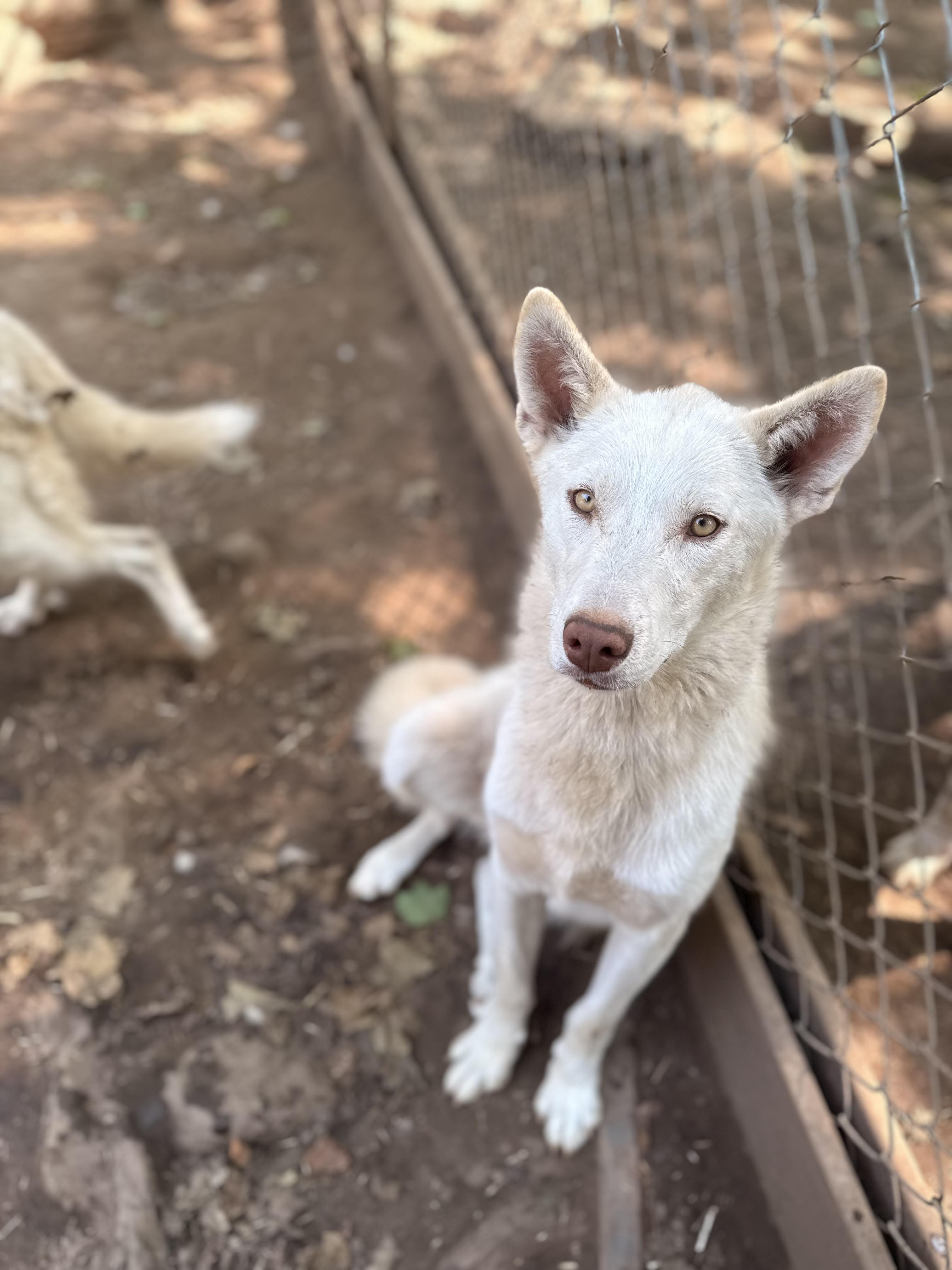 Lily, an adoptable Husky, White German Shepherd in Addison, ON, K0E 1A0 | Photo Image 5