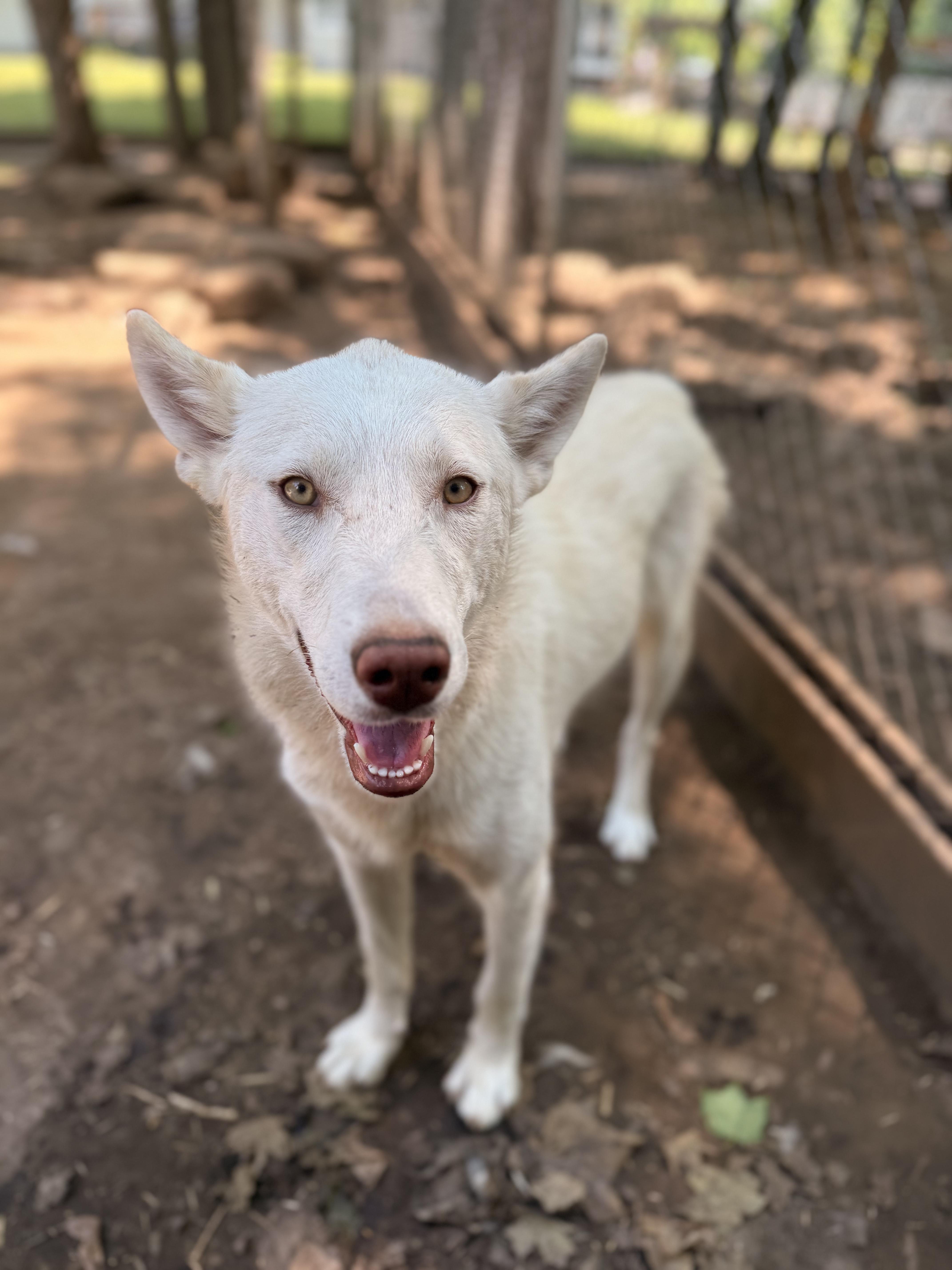 Lily, an adoptable Husky, White German Shepherd in Addison, ON, K0E 1A0 | Photo Image 4