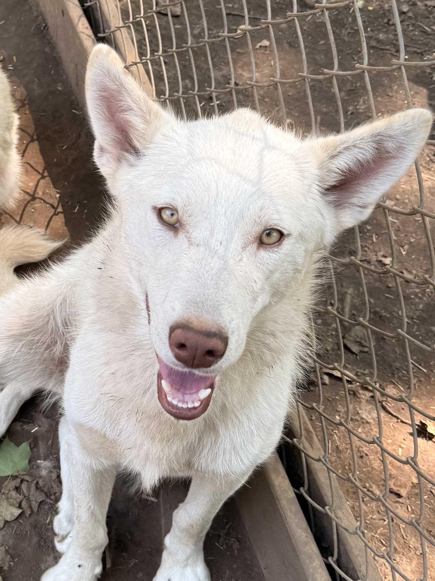 Lily, Adoptable, Young Female Husky & White German Shepherd.