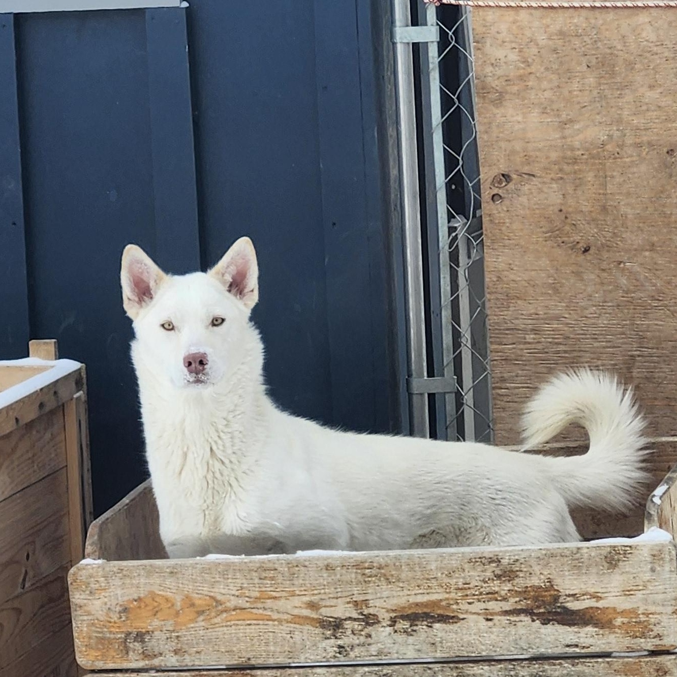 Enlarge Lily, a Adoptable White German Shepherd in Addison, ON image 4/6