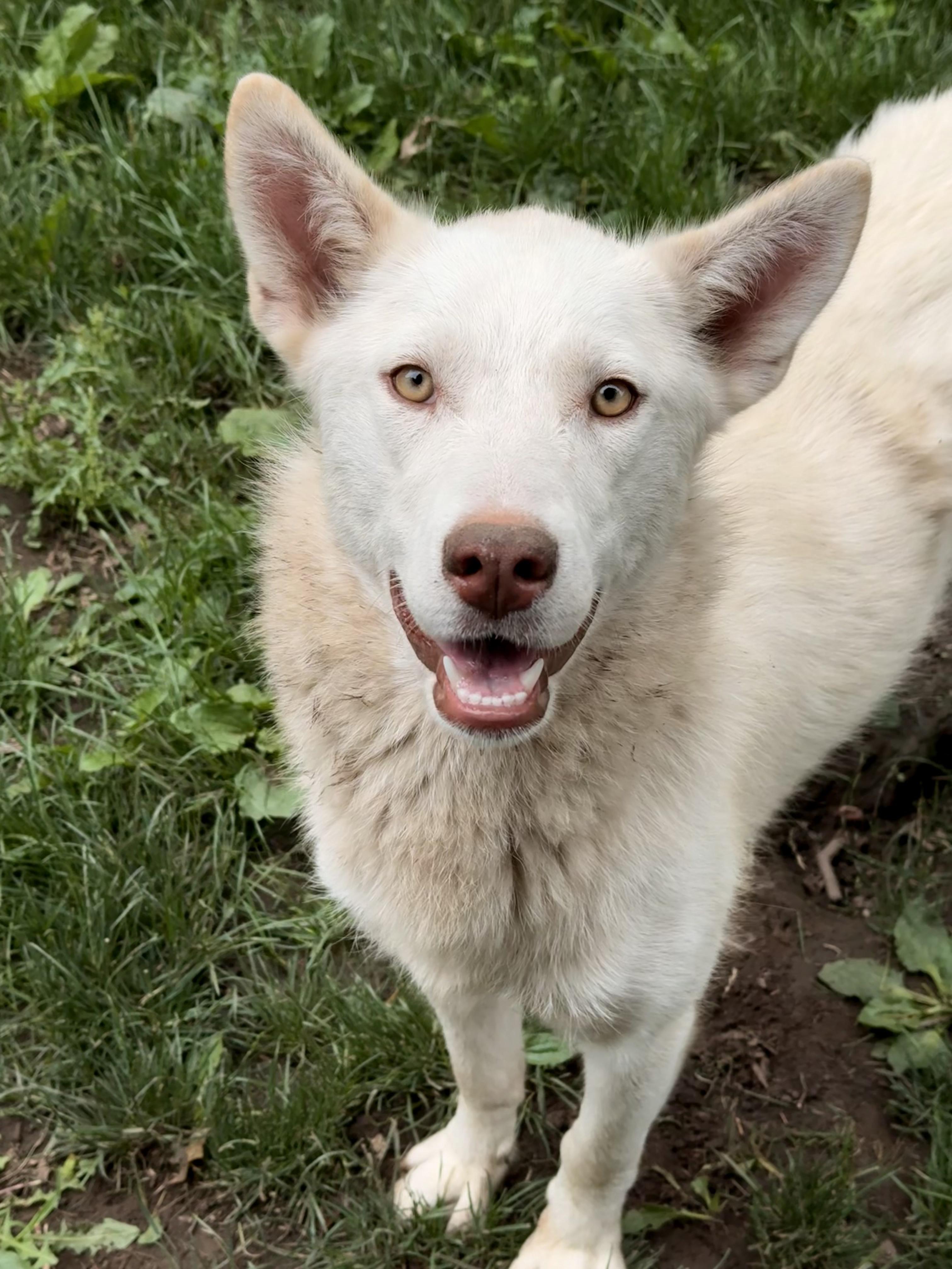 Lily, a Adoptable mixed breed in Addison, ON image 2/6