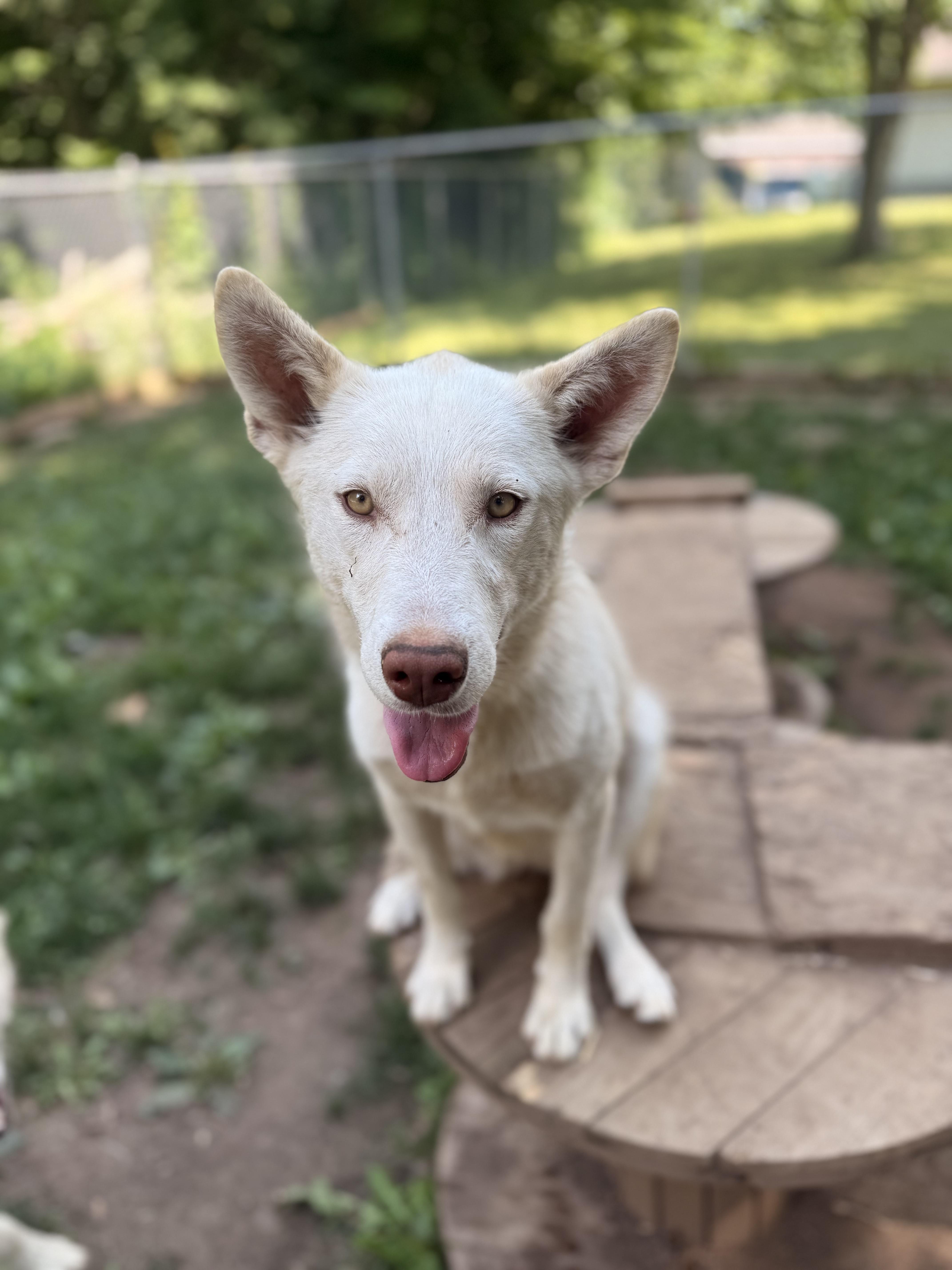 Lily, an adoptable Husky, White German Shepherd in Addison, ON, K0E 1A0 | Photo Image 6
