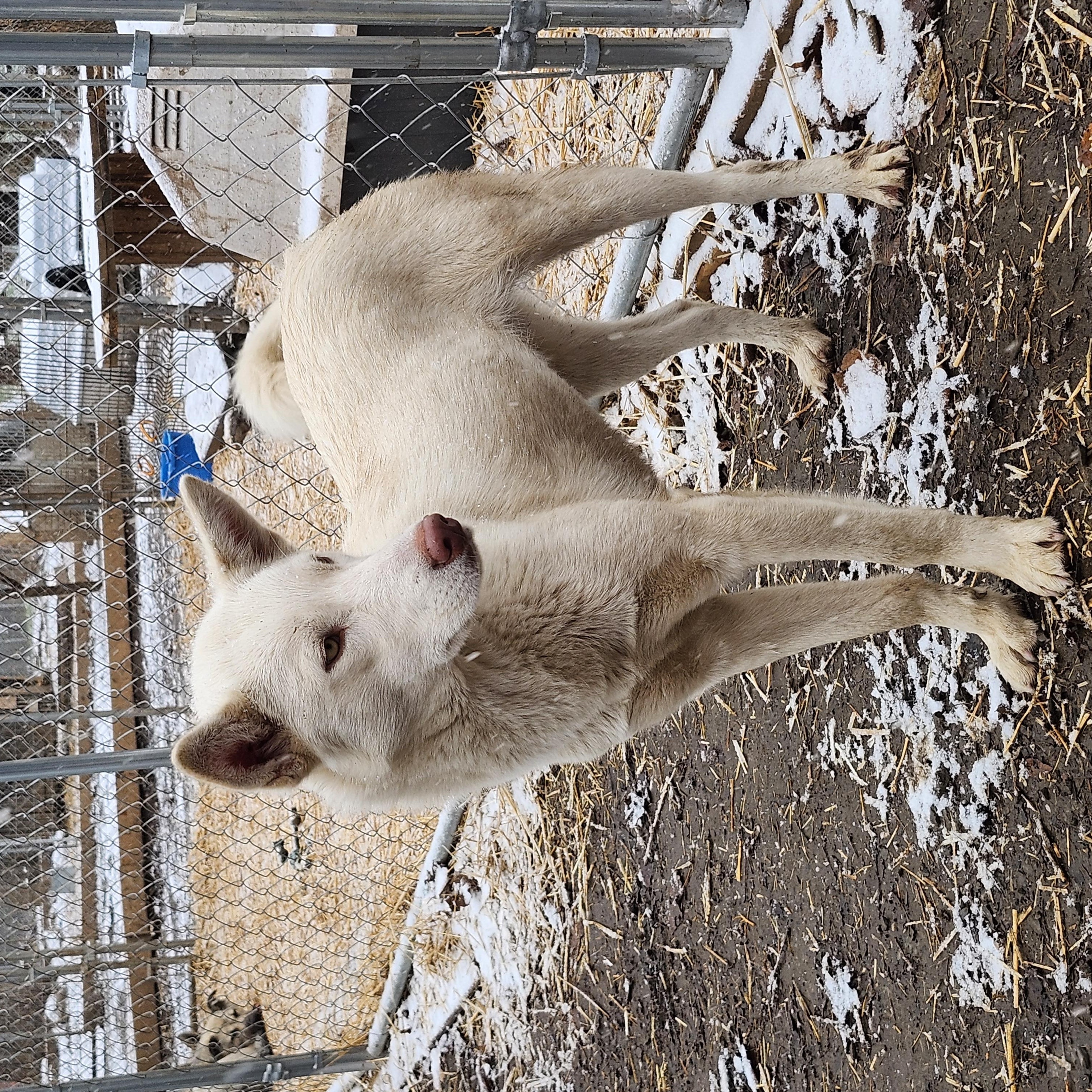 Enlarge Lily, a Adoptable White German Shepherd in Addison, ON image 6/6