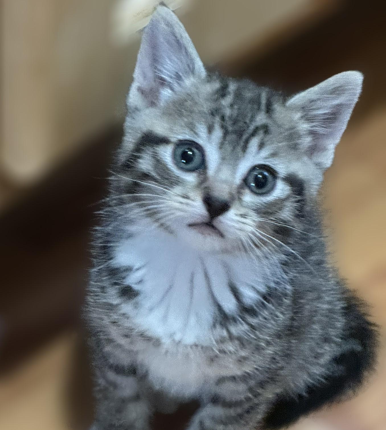 Dusty & Sweet Pea, a Adopted Domestic Medium Hair in Fairfield, IA image 2/4