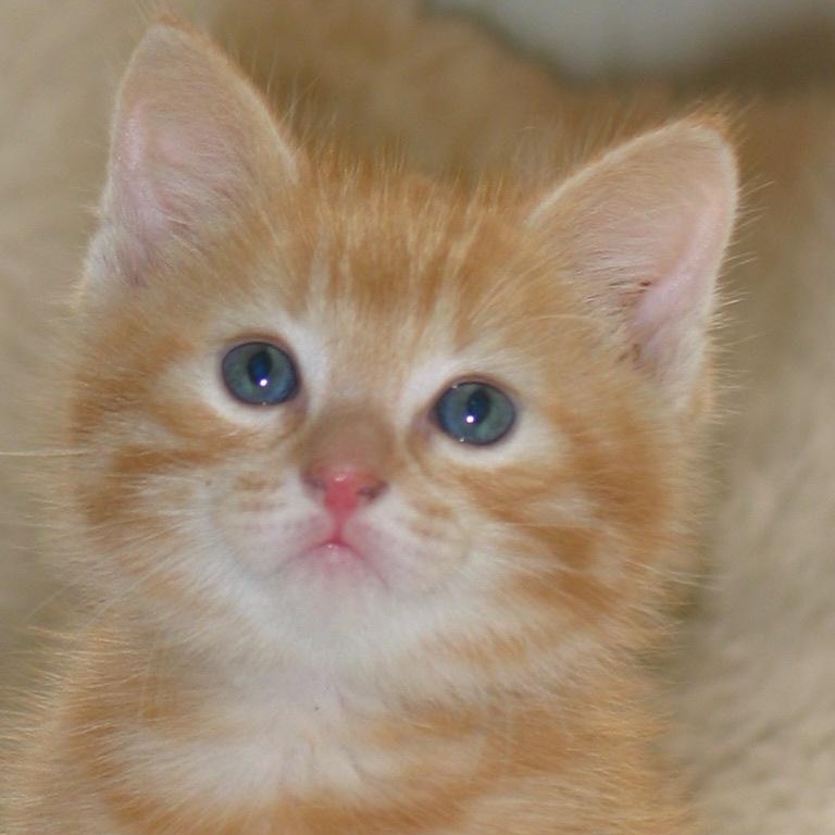 Dusty & Sweet Pea, a Adopted Domestic Medium Hair in Fairfield, IA image 1/4