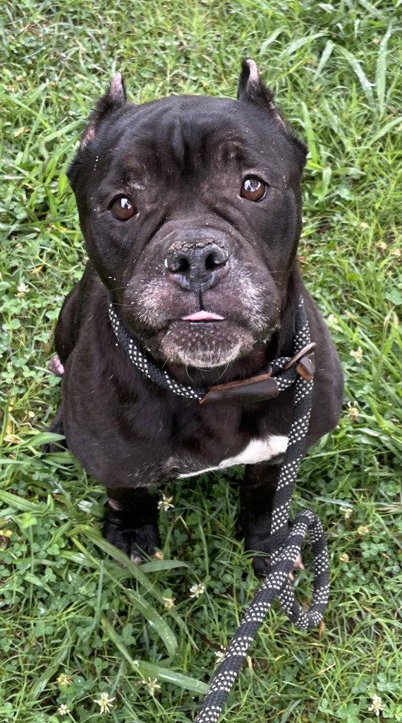 DA 8 Ruby HHS RRP, a Adoptable mixed breed in Glen Allen, VA image 1/3