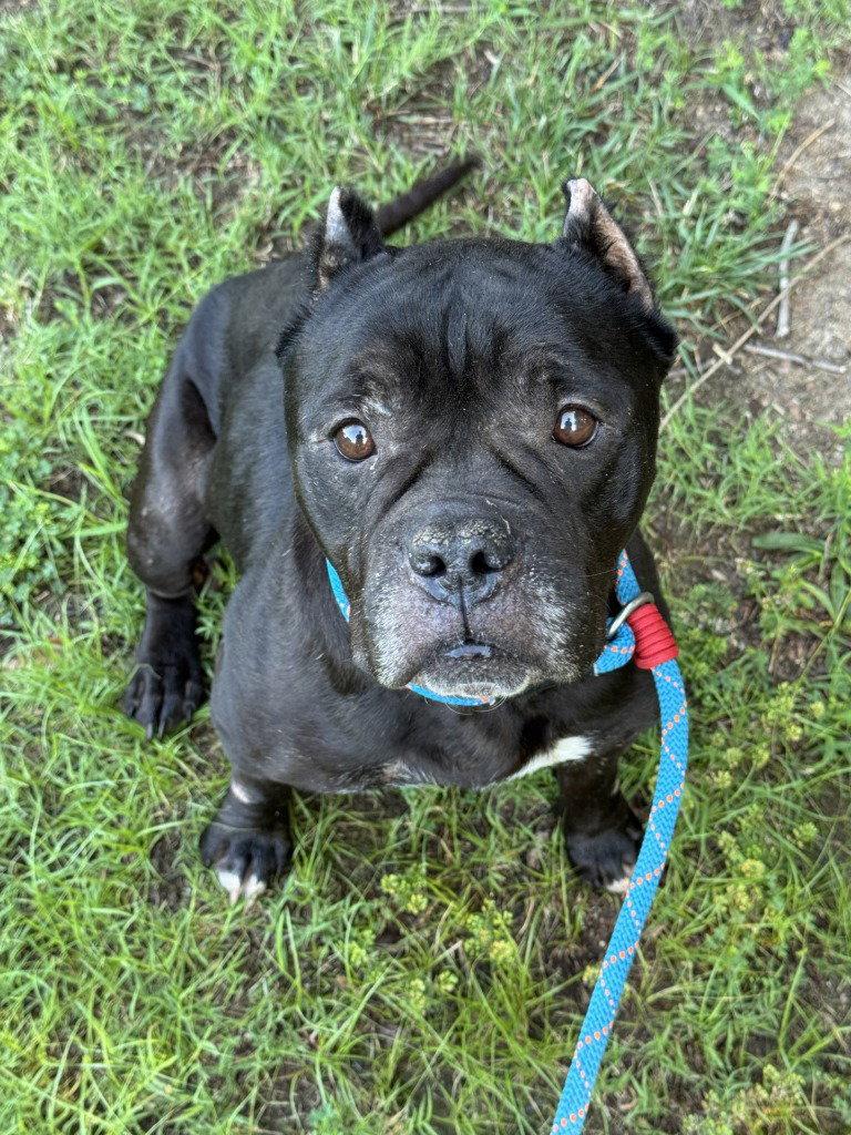 DA 8 Ruby HHS RRP, a Adoptable mixed breed in Glen Allen, VA image 2/3