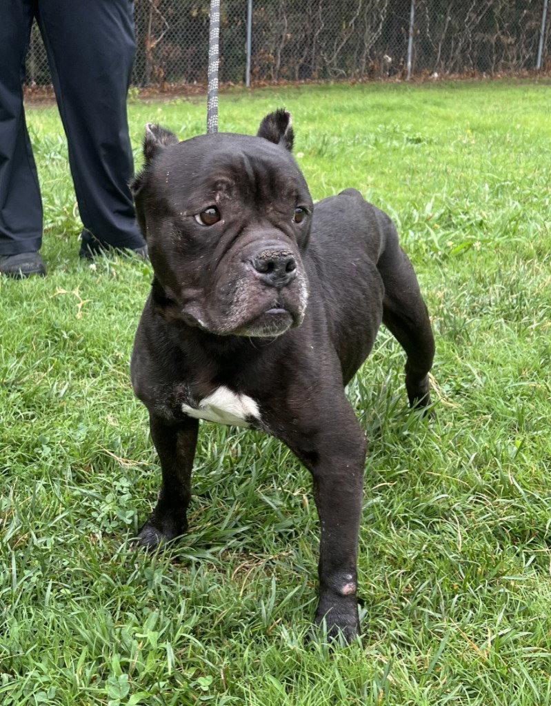 DA 8 Ruby HHS RRP, a Adoptable mixed breed in Glen Allen, VA image 3/3