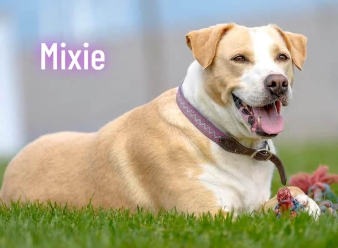 Mixie, ADOPTABLE, Adult Female Mixed Breed.
