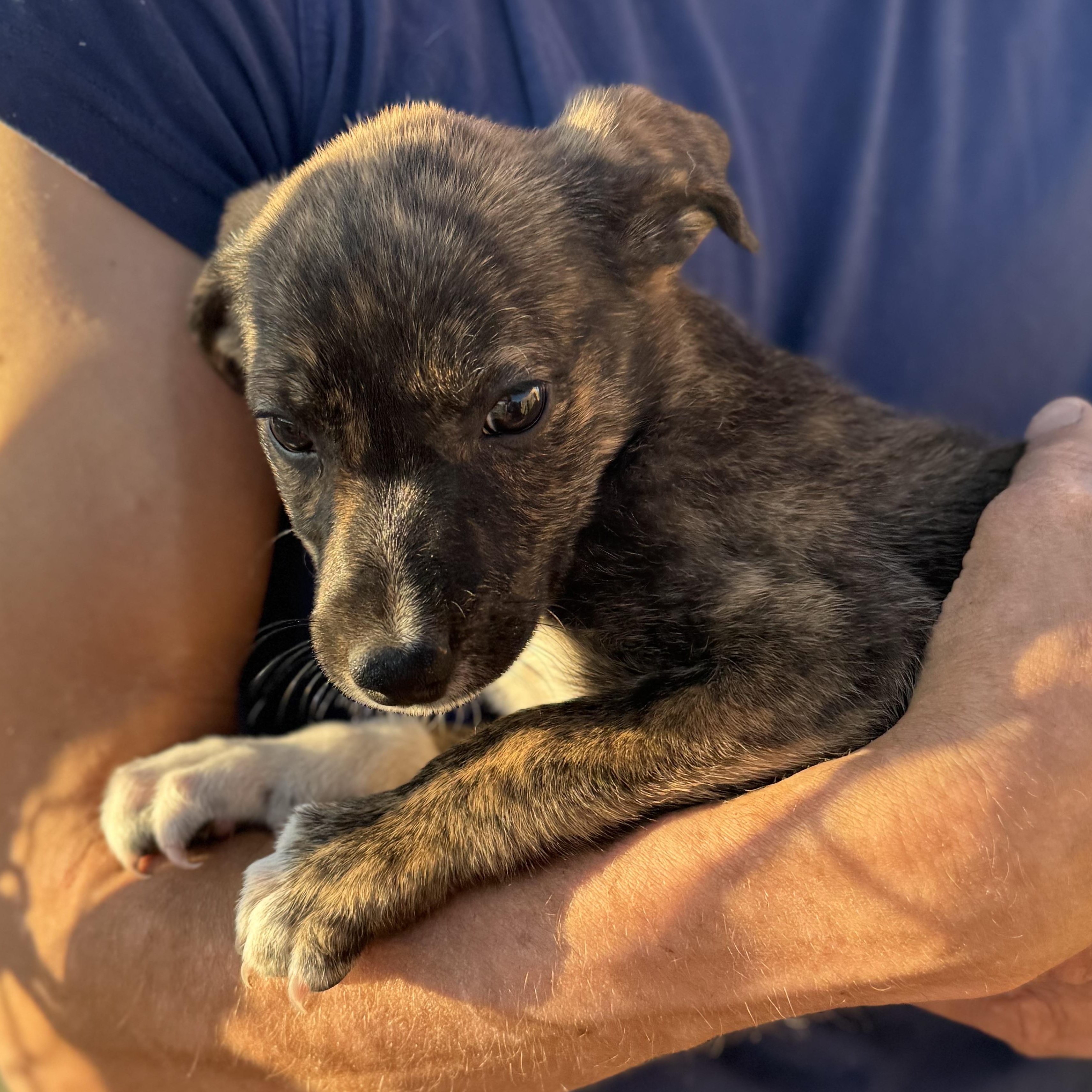 Enlarge Evie, a Adopted mixed breed in Carson, NM image 1/3