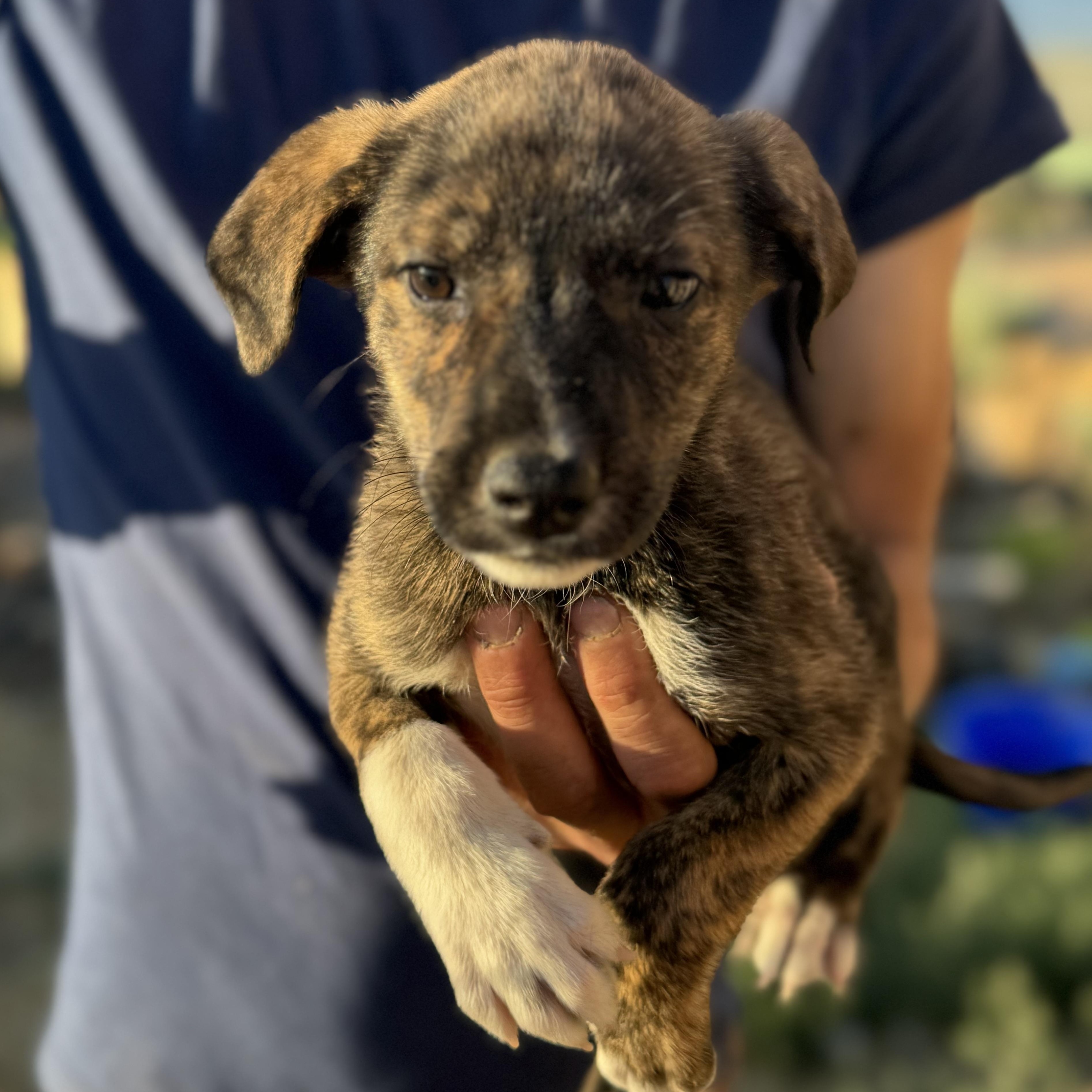 Enlarge Evie, a Adopted mixed breed in Carson, NM image 2/3