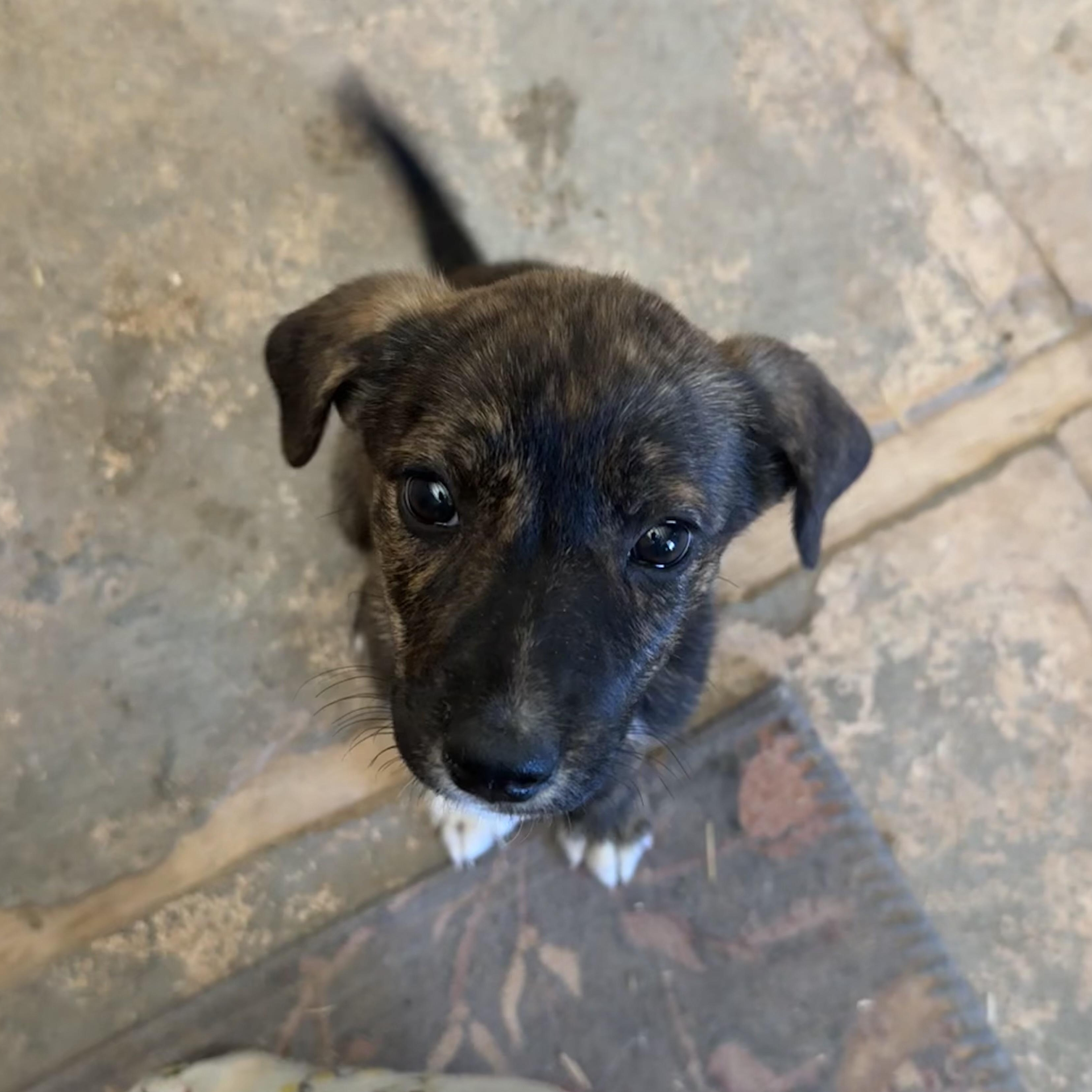 Enlarge Evie, a Adopted mixed breed in Carson, NM image 3/3