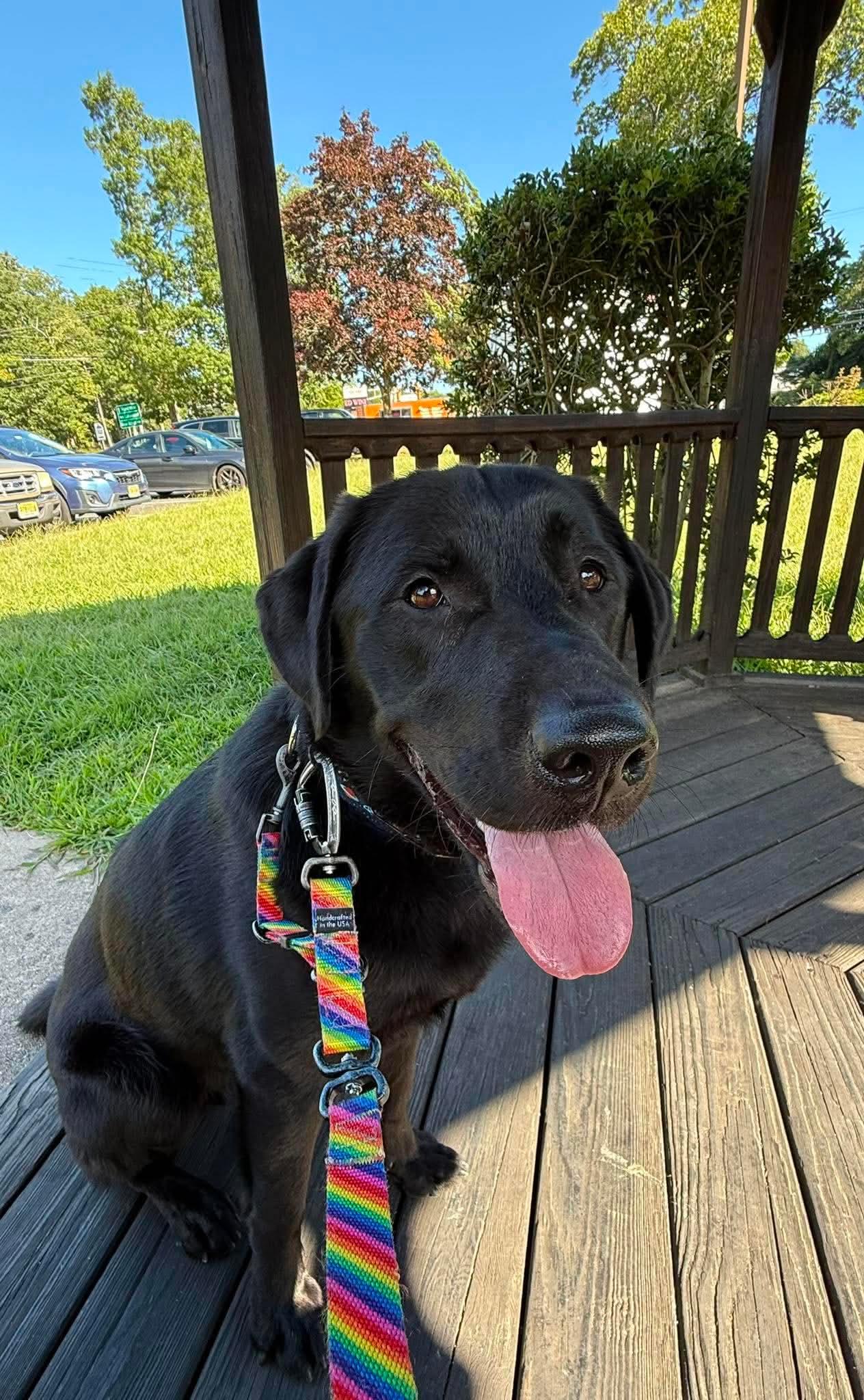 Enlarge Murphy, a ADOPTABLE Black Labrador Retriever in Jackson , NJ image 1/4