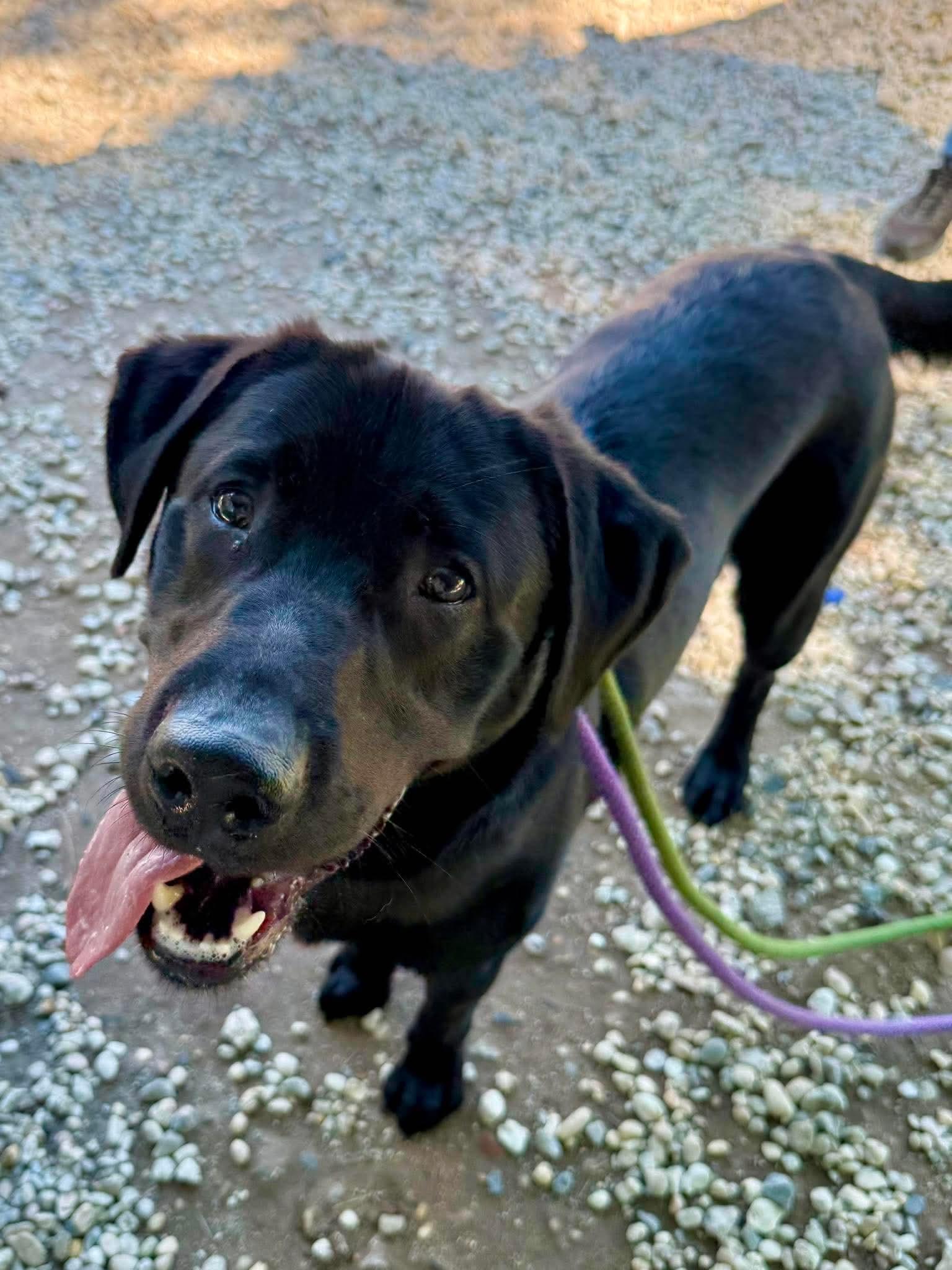Enlarge Murphy, a ADOPTABLE Black Labrador Retriever in Jackson , NJ image 2/4