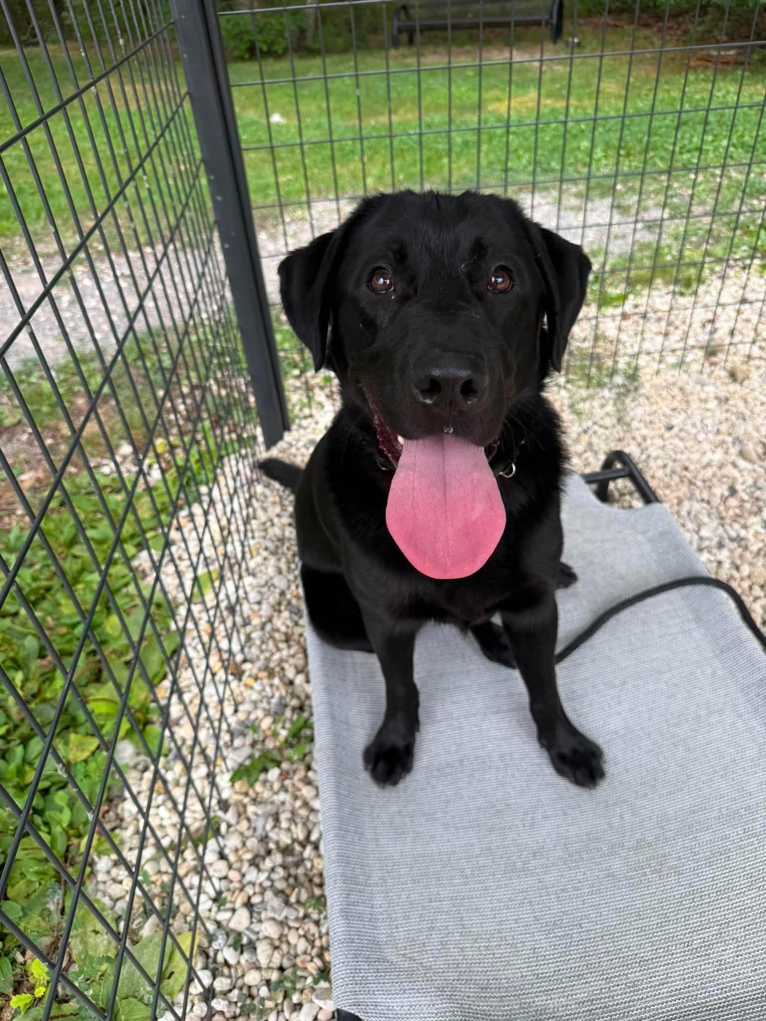 Enlarge Murphy, a ADOPTABLE Black Labrador Retriever in Jackson , NJ image 3/4
