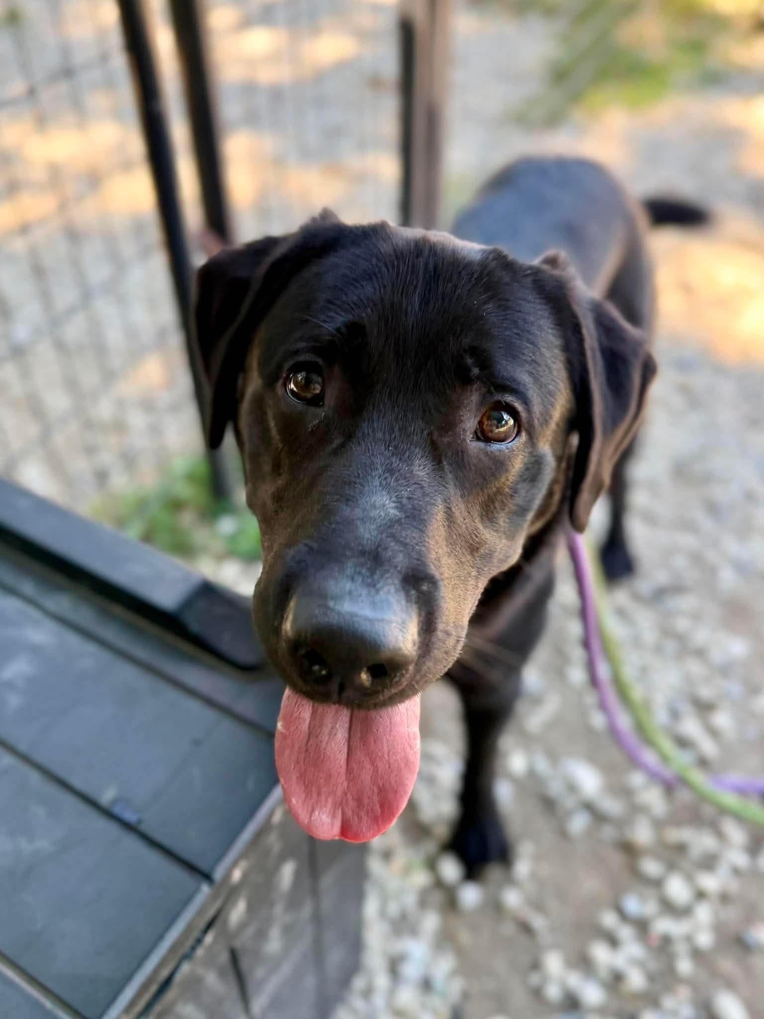 Enlarge Murphy, a ADOPTABLE Black Labrador Retriever in Jackson , NJ image 4/4