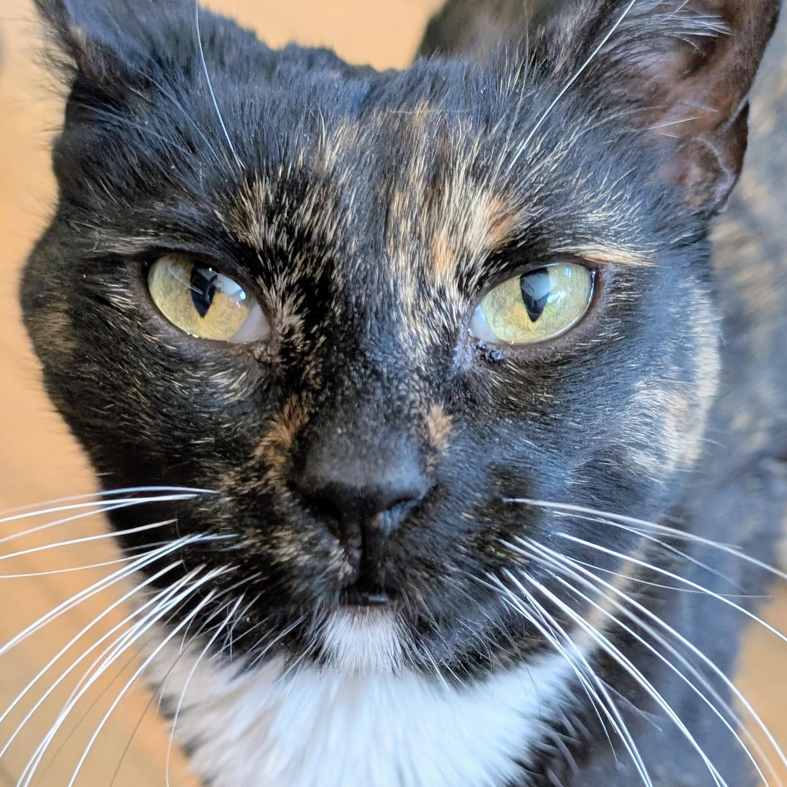 Ginger, Adoptable, Adult Female Domestic Short Hair.