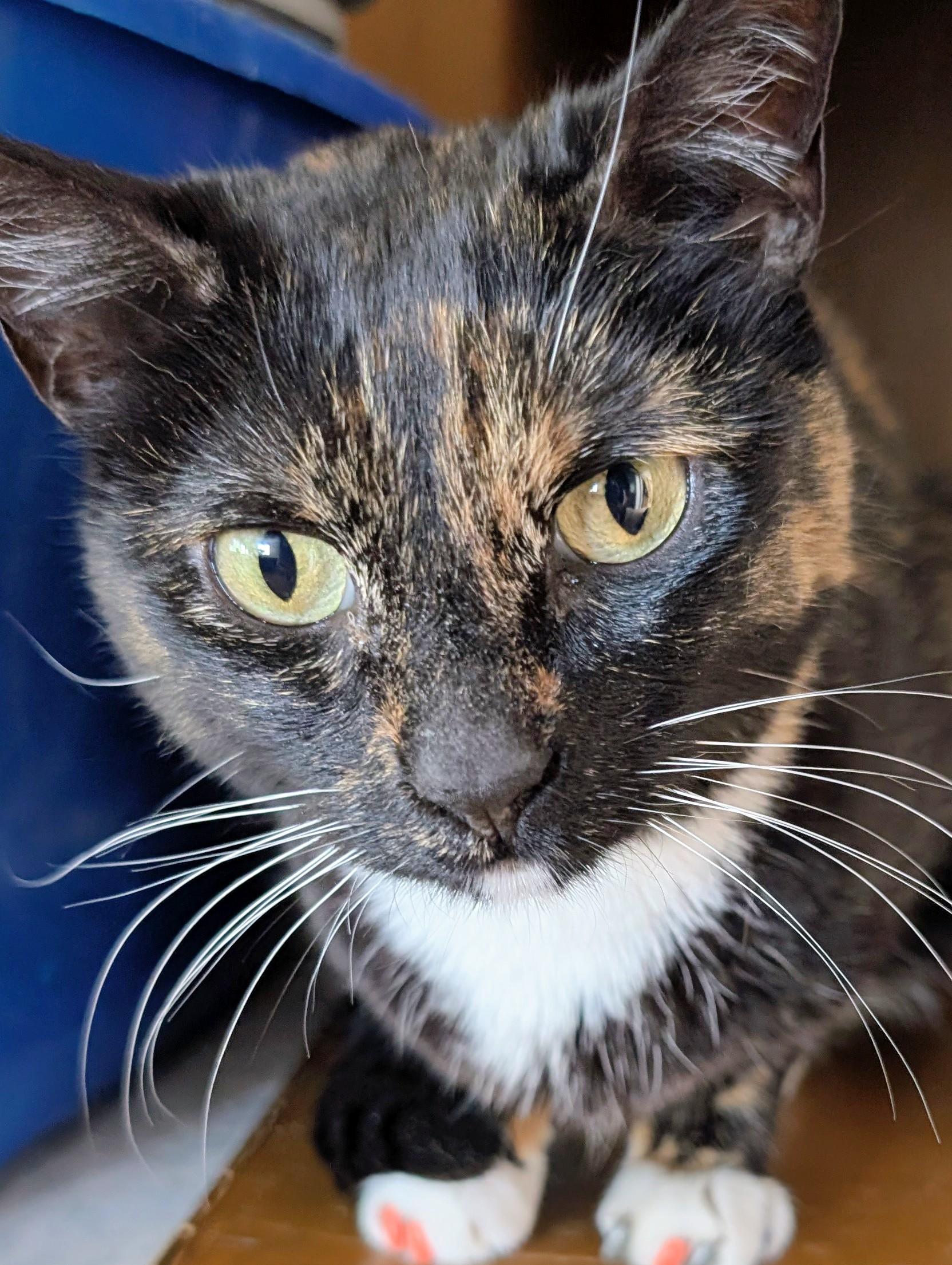 Ginger, Adoptable, Adult Female Domestic Short Hair.