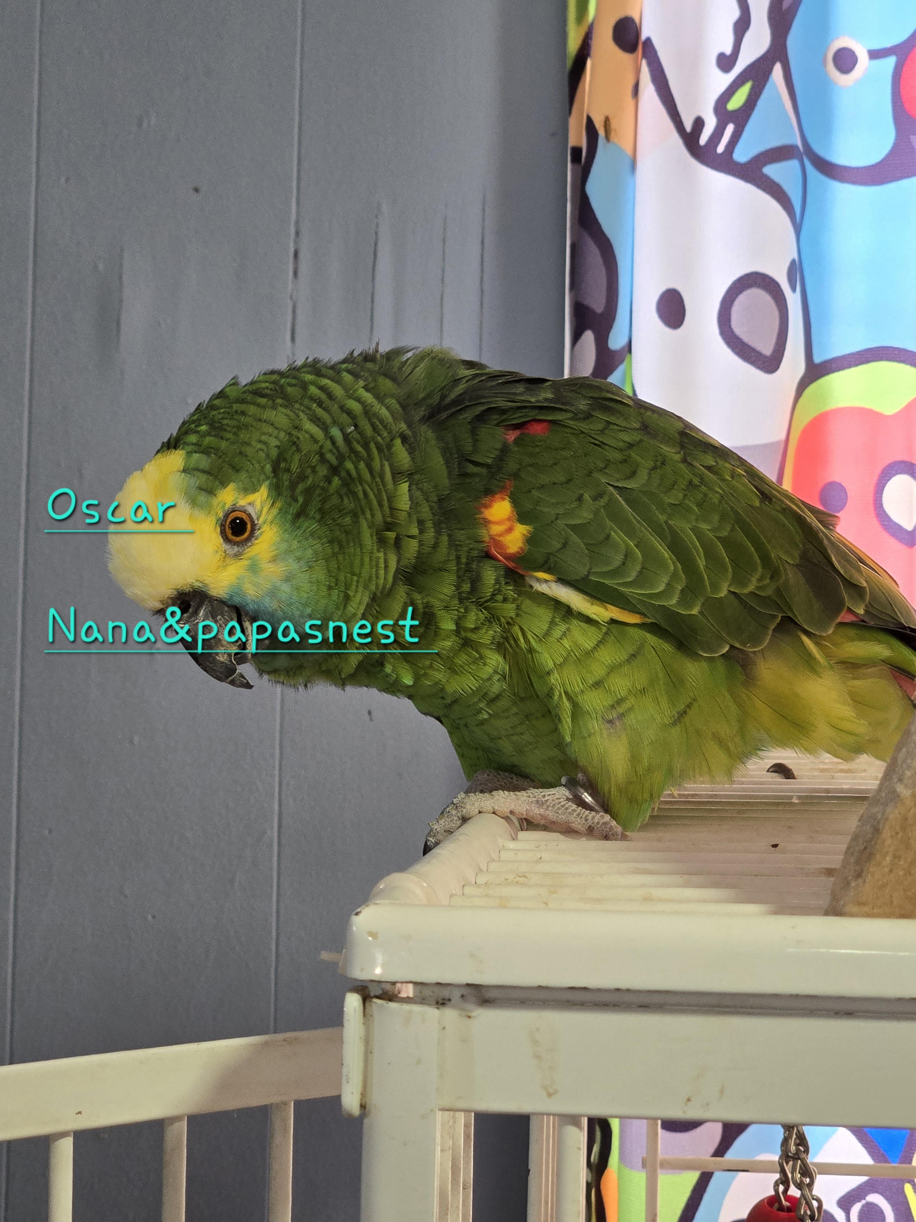 Oscar , ADOPTABLE, Adult Male Amazon.