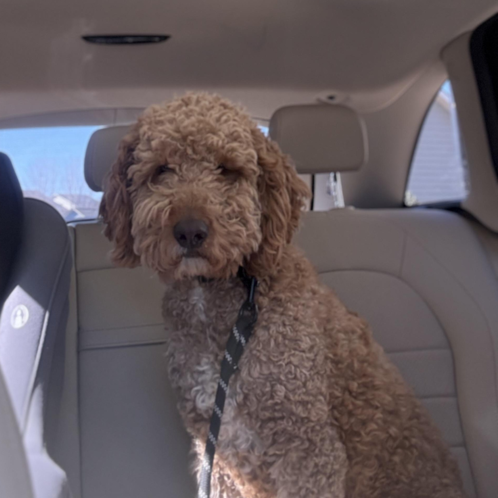 Enlarge Teddy, an adopted mixed breed in Rock Hill, SC image 2/4