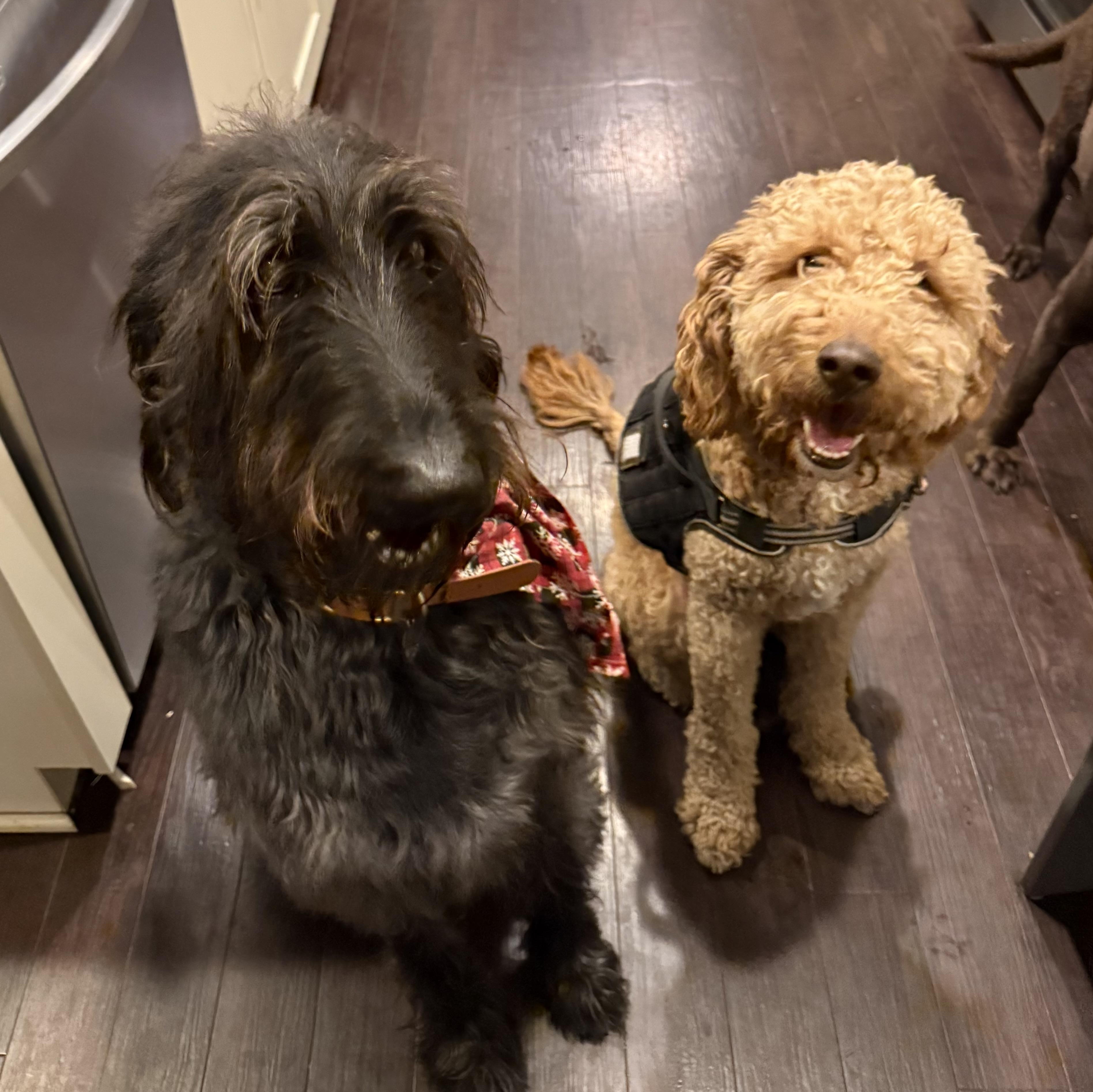 Enlarge Teddy, an adopted mixed breed in Rock Hill, SC image 4/4