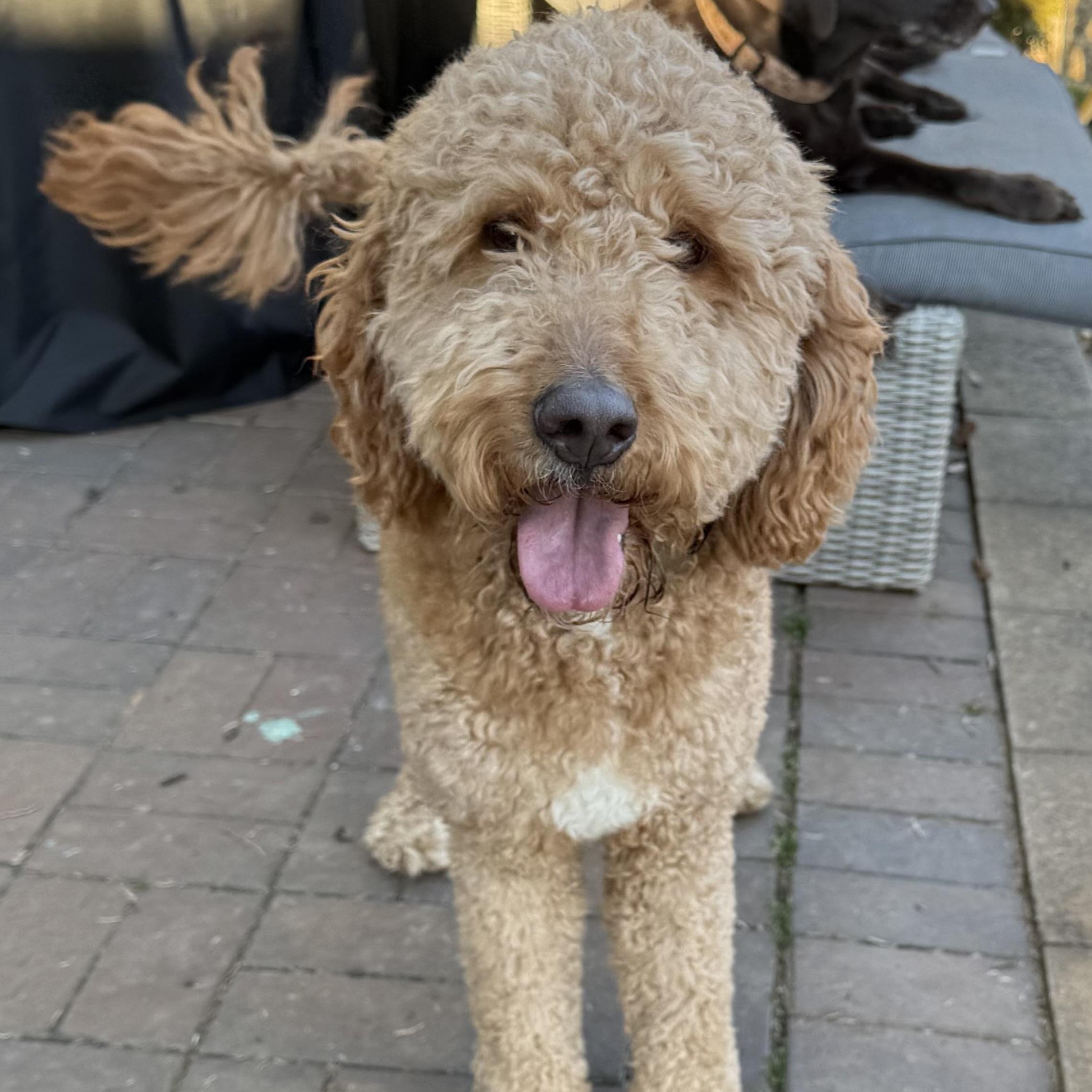 Teddy, adopted, Young Male Goldendoodle.