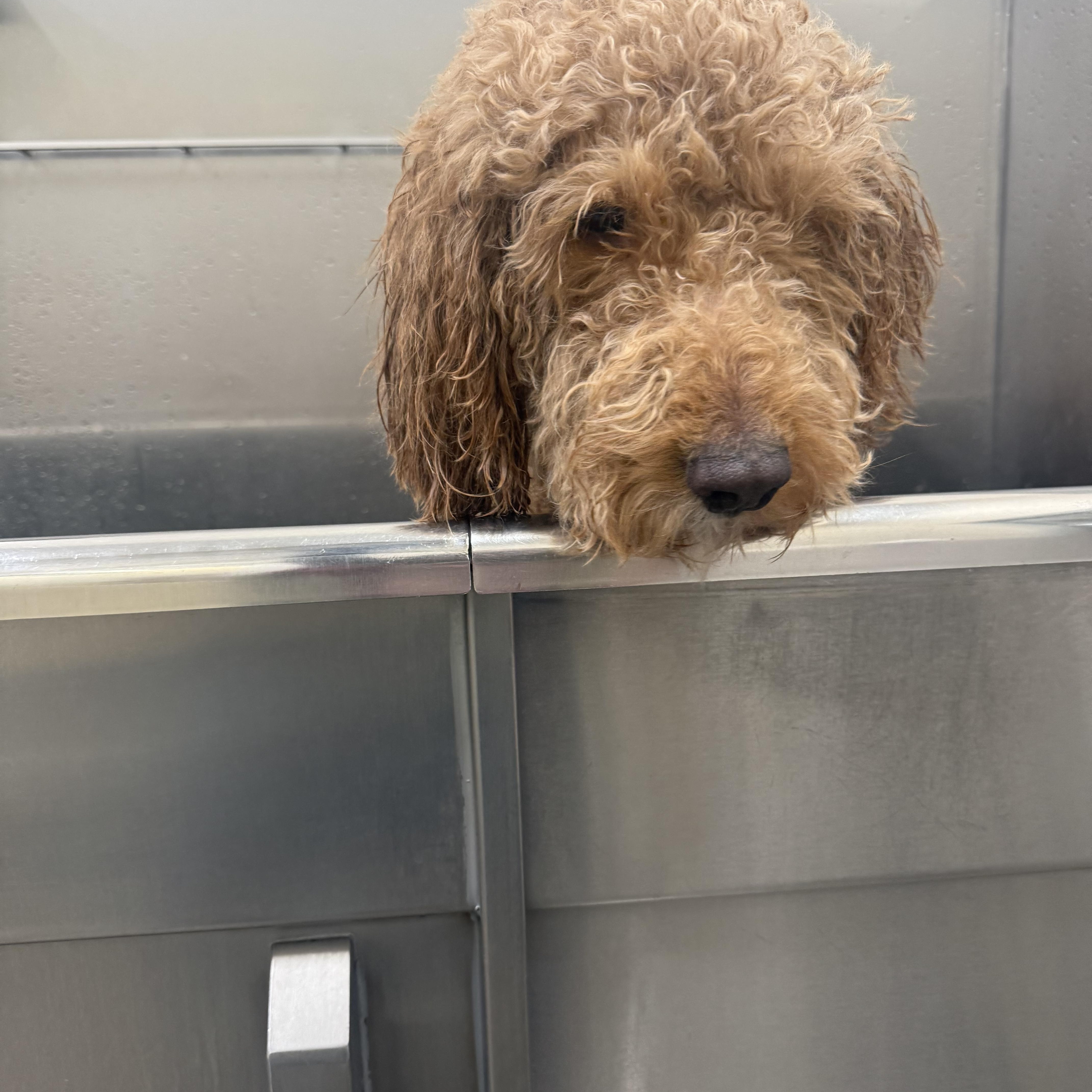 Enlarge Teddy, an adopted mixed breed in Rock Hill, SC image 3/4