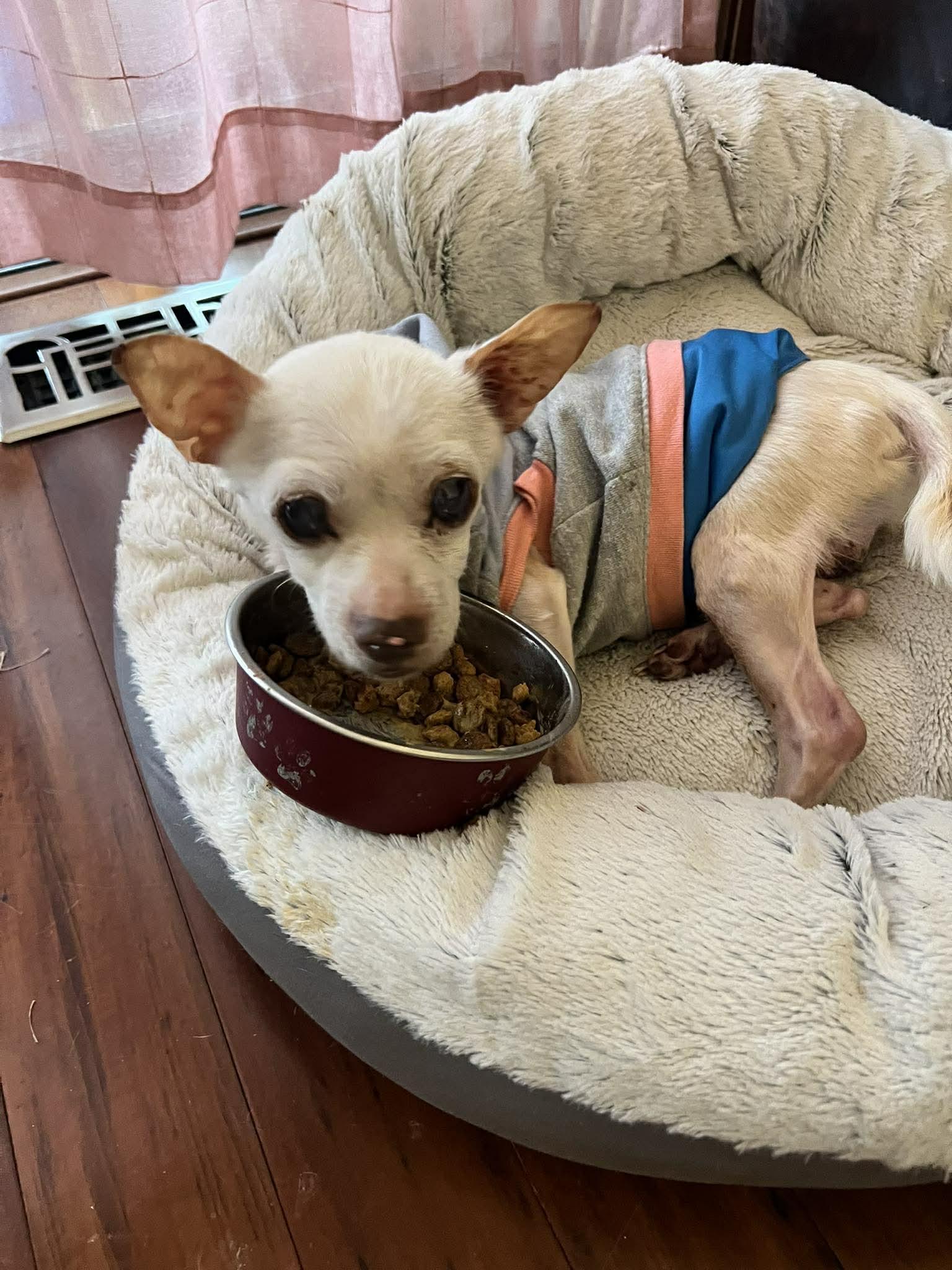 Enlarge Neo, a ADOPTABLE Chihuahua in Whitewater, WI image 4/5