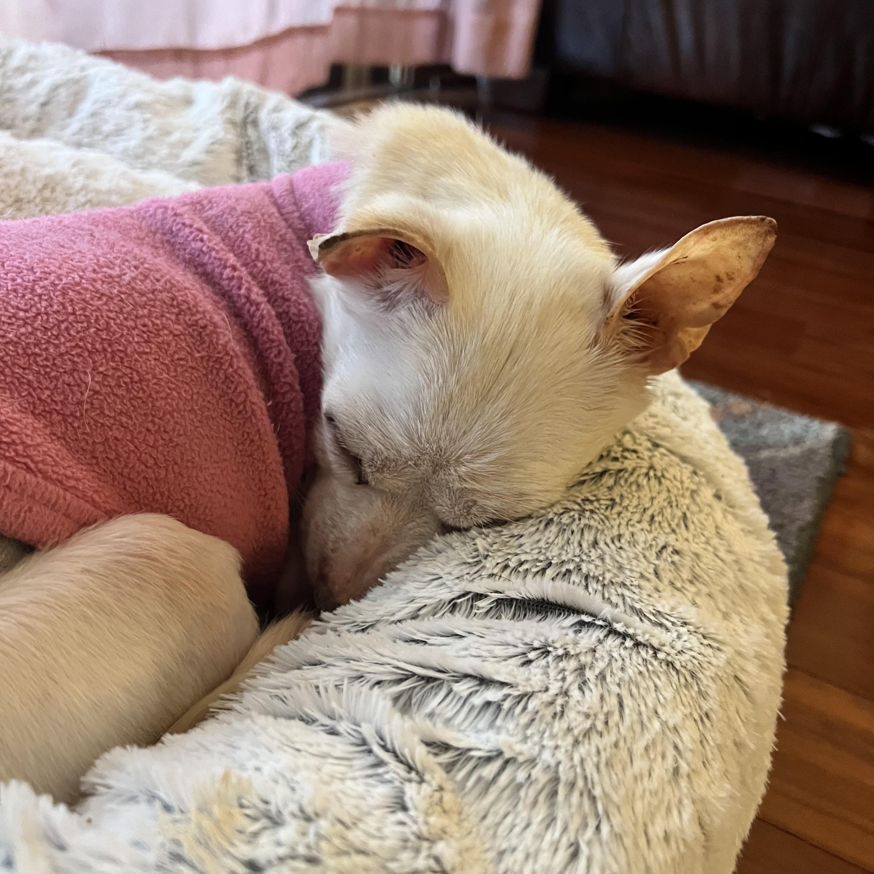 Neo, ADOPTABLE, Senior Male Chihuahua.