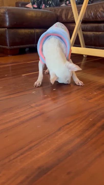 Enlarge Neo, a ADOPTABLE Chihuahua in Whitewater, WI video 5/5