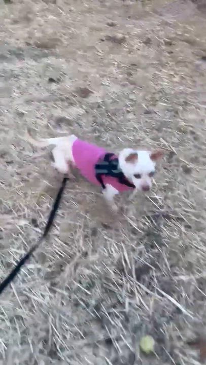 Enlarge Neo, a ADOPTABLE Chihuahua in Whitewater, WI video 2/5