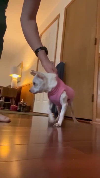 Enlarge Neo, a ADOPTABLE Chihuahua in Whitewater, WI video 3/5