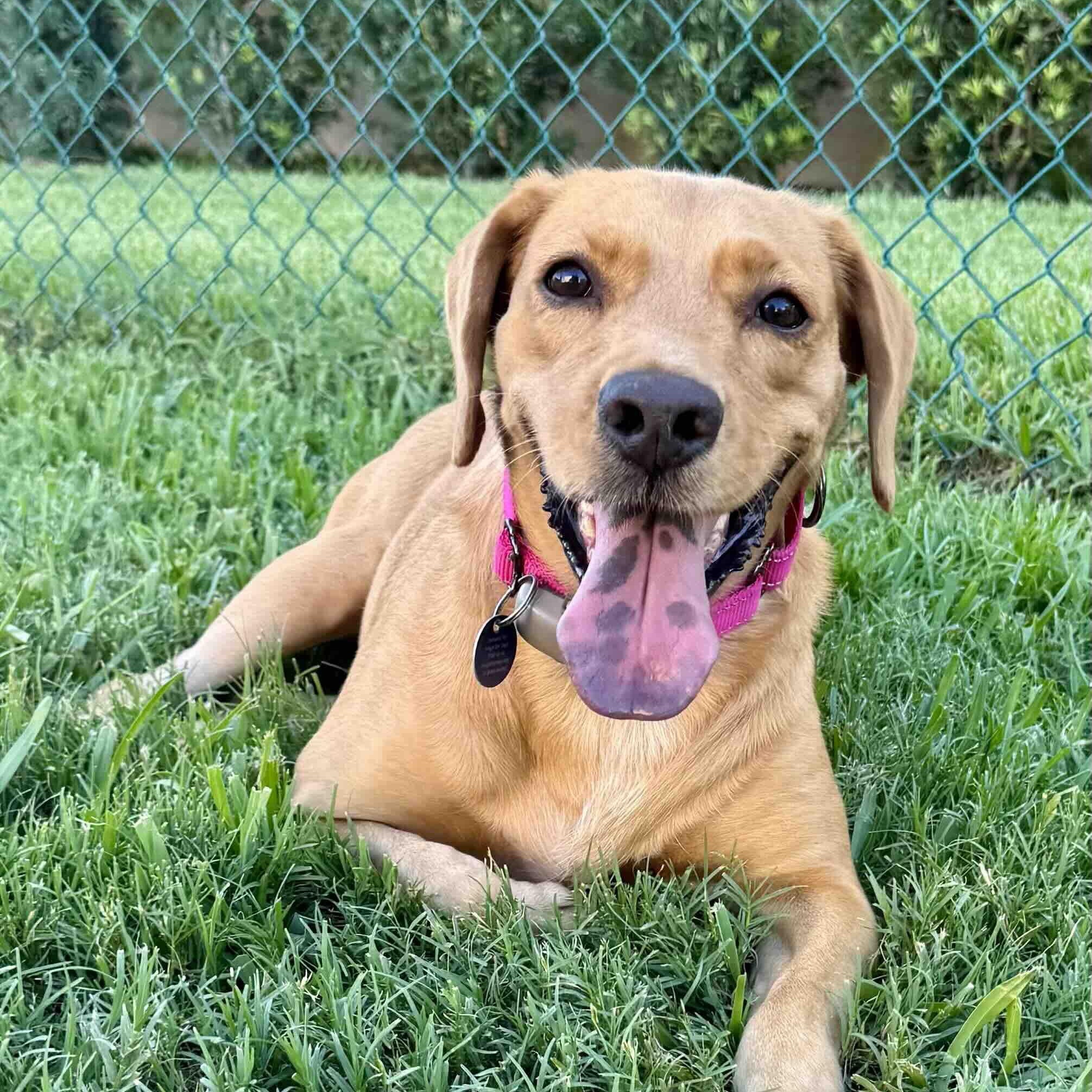 Enlarge Luna, a Adoptable mixed breed in New Port Richey, FL image 2/6