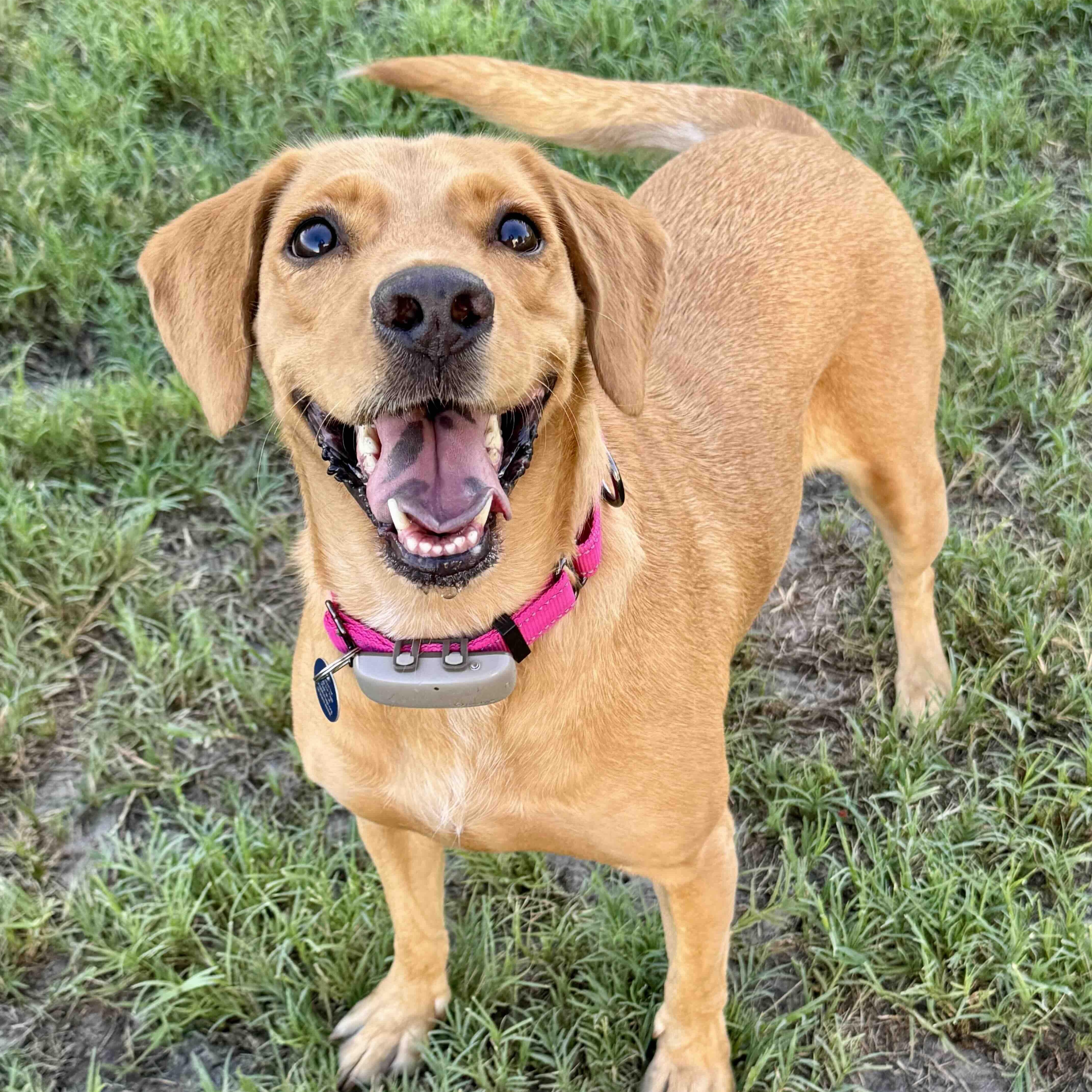 Luna, Adoptable, Young Female Yellow Labrador Retriever & Golden Retriever.