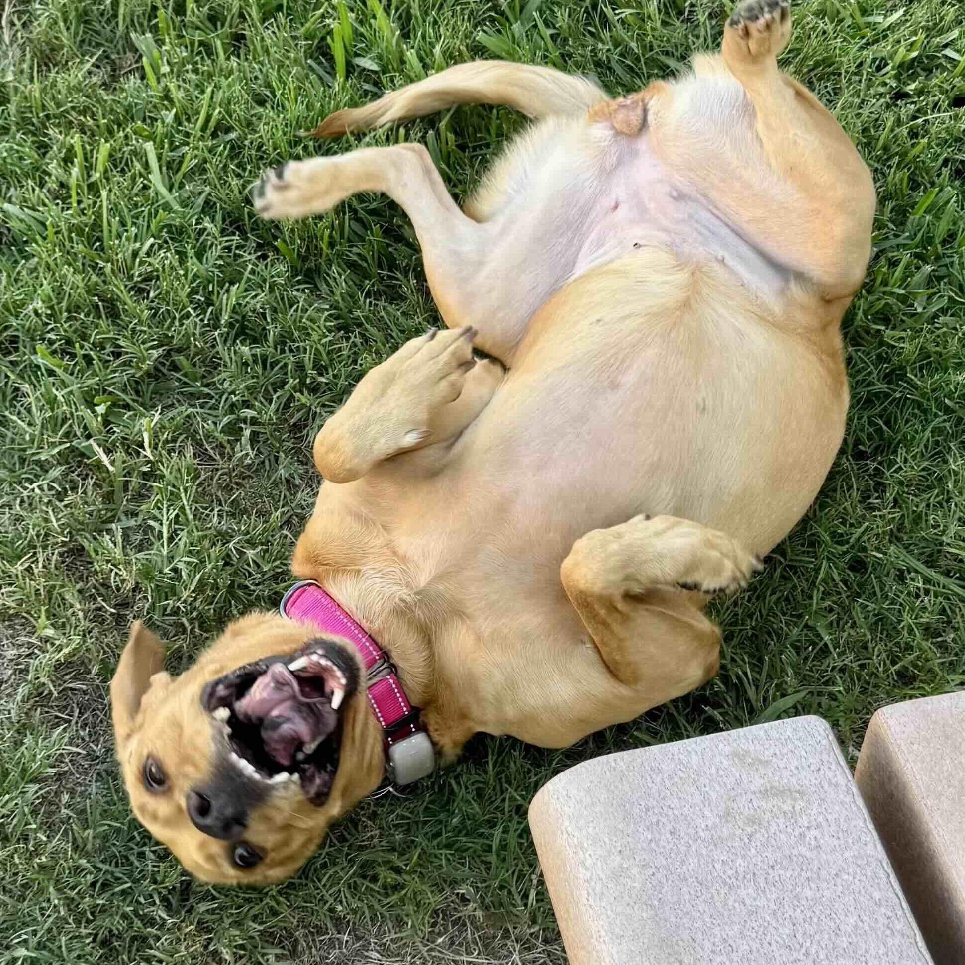 Enlarge Luna, a Adoptable mixed breed in New Port Richey, FL image 5/6