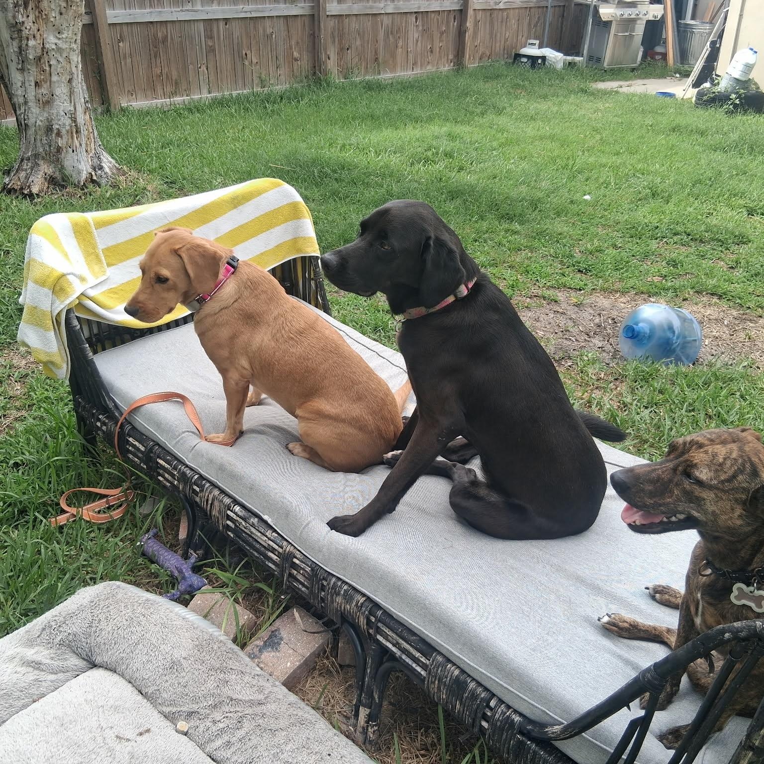 Enlarge Luna, a Adoptable mixed breed in New Port Richey, FL image 6/6