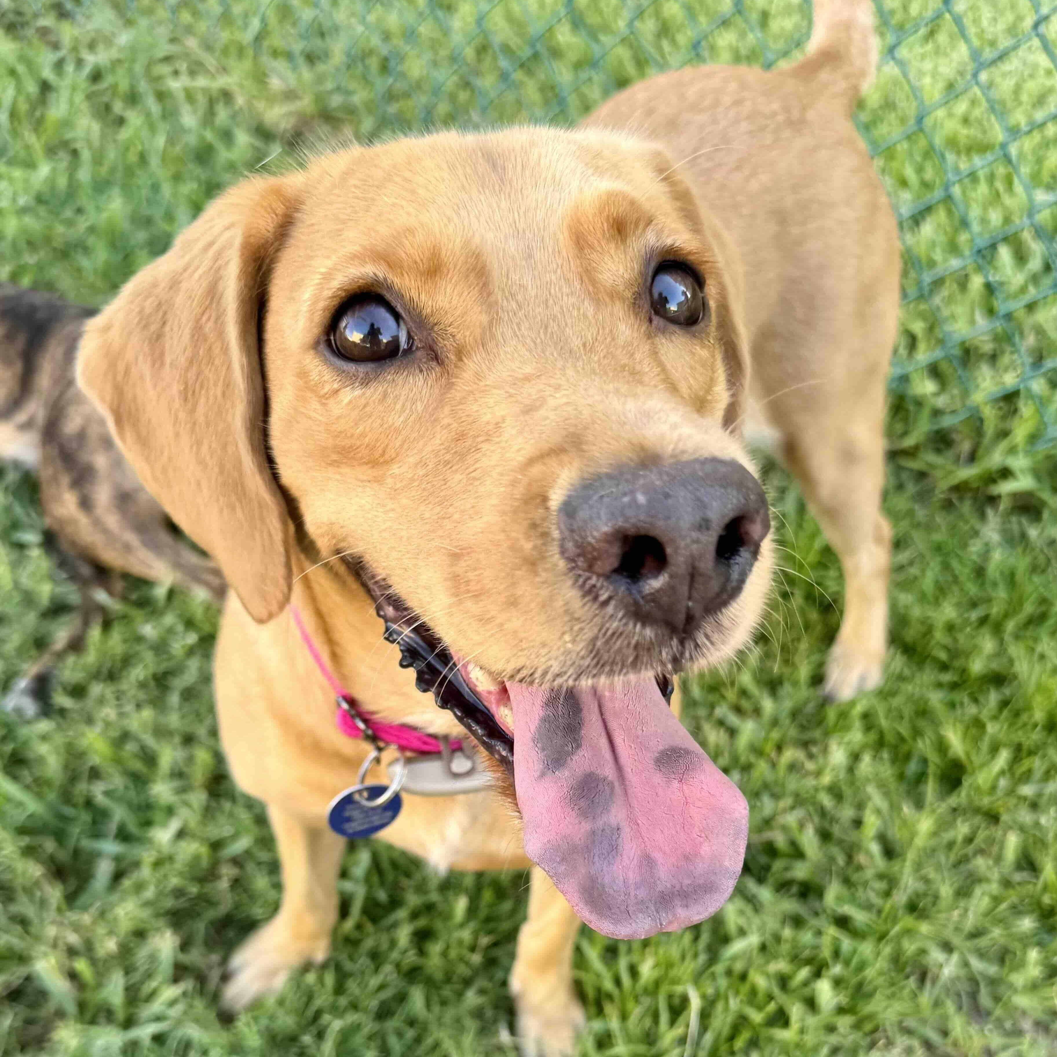 Enlarge Luna, a Adoptable mixed breed in New Port Richey, FL image 3/6