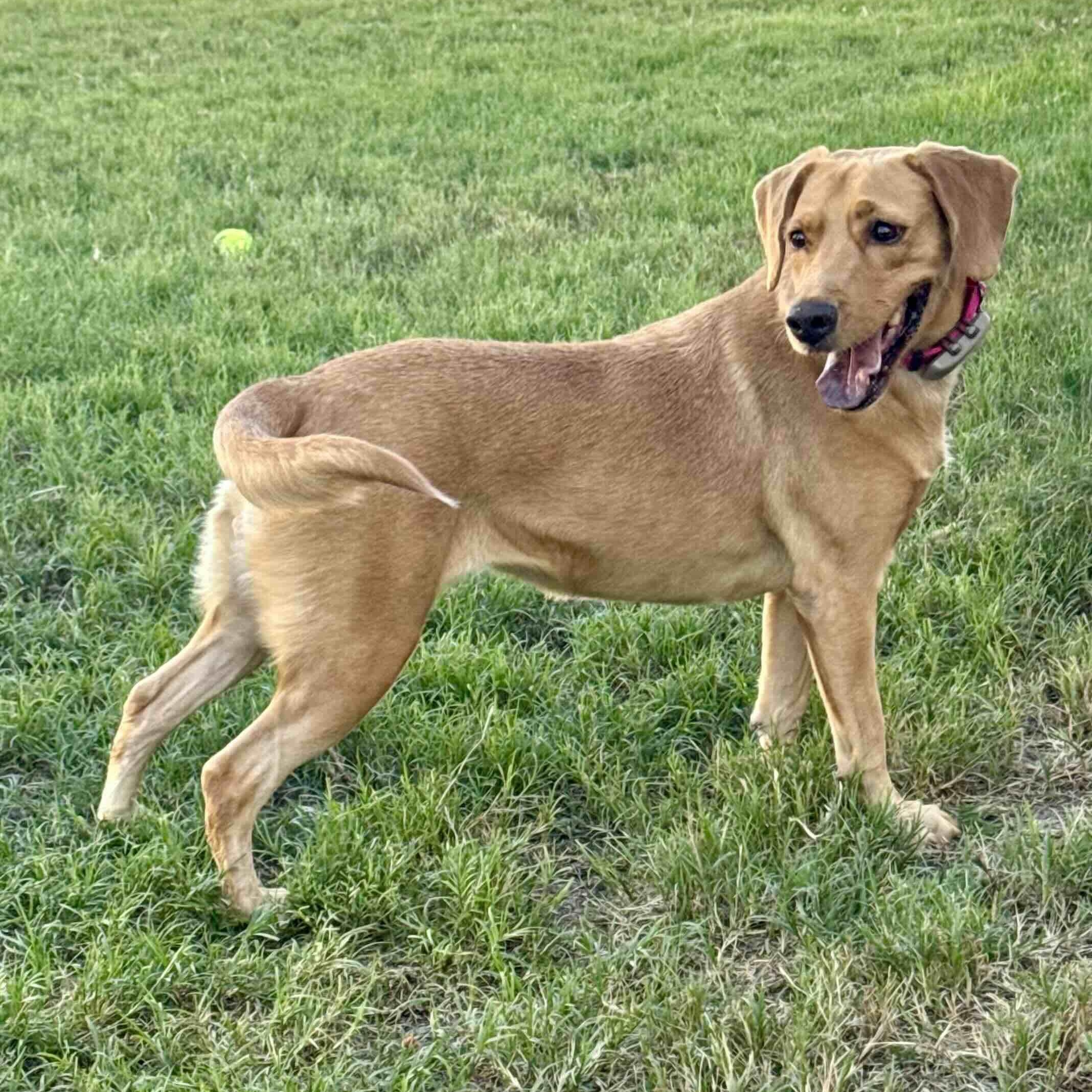 Enlarge Luna, a Adoptable mixed breed in New Port Richey, FL image 4/6