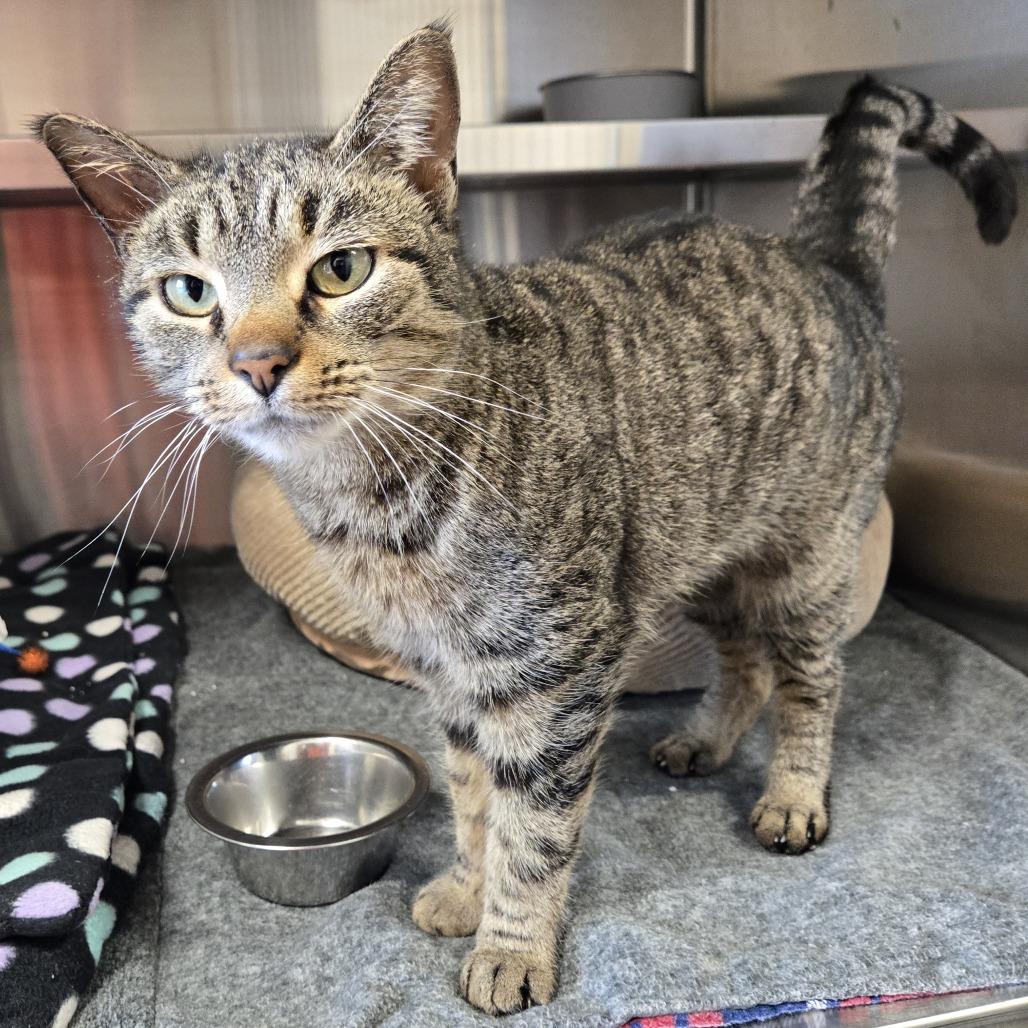 Enlarge Cleo, a Adoptable Domestic Short Hair in Nashville, IN image 1/5