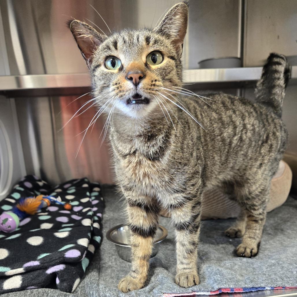 Enlarge Cleo, a Adoptable Domestic Short Hair in Nashville, IN image 2/5