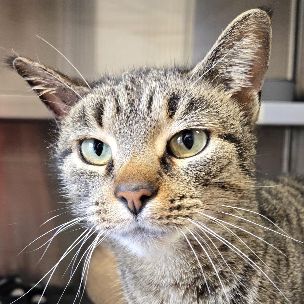 Enlarge Cleo, a Adoptable Domestic Short Hair in Nashville, IN image 3/5