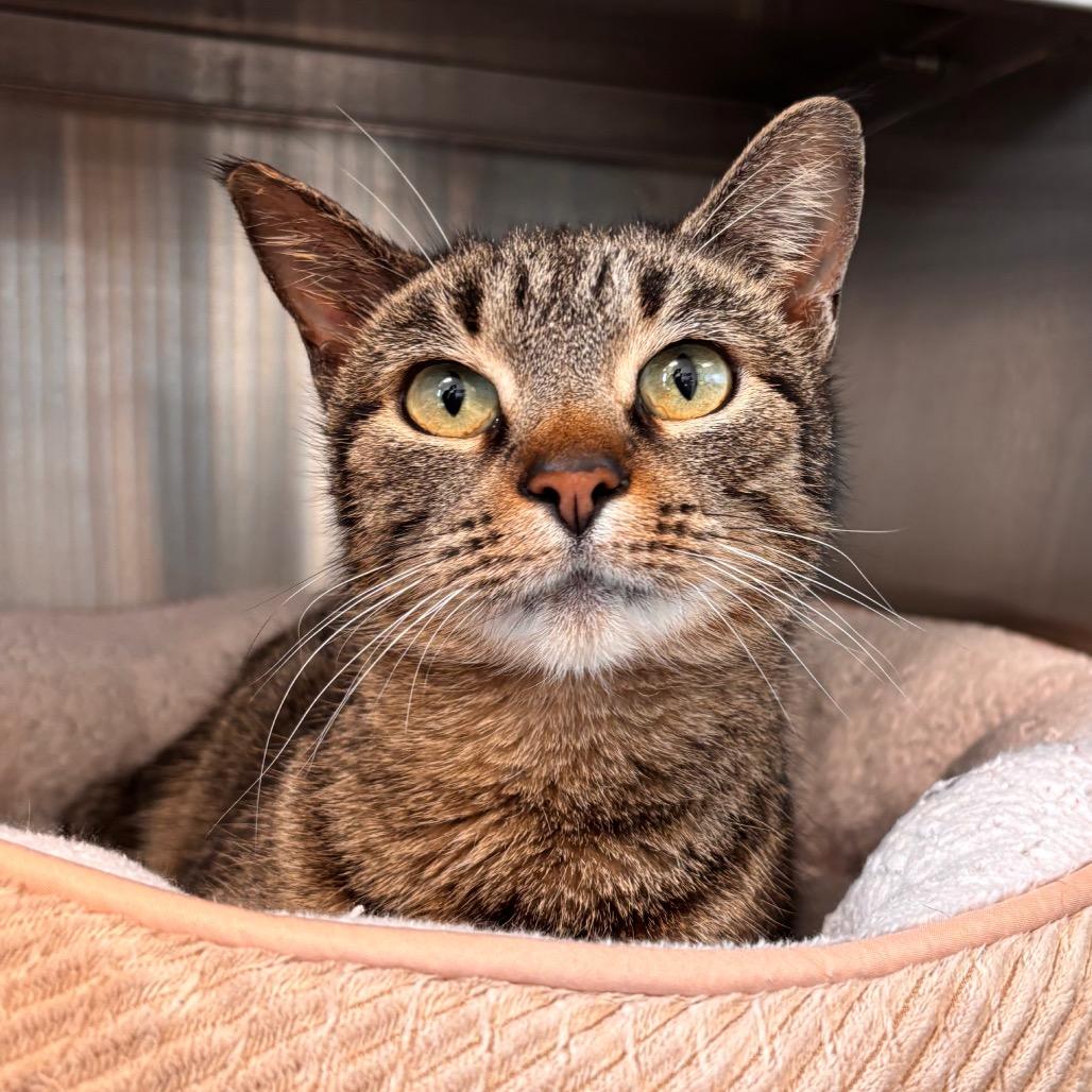 Enlarge Cleo, a Adoptable Domestic Short Hair in Nashville, IN image 4/5