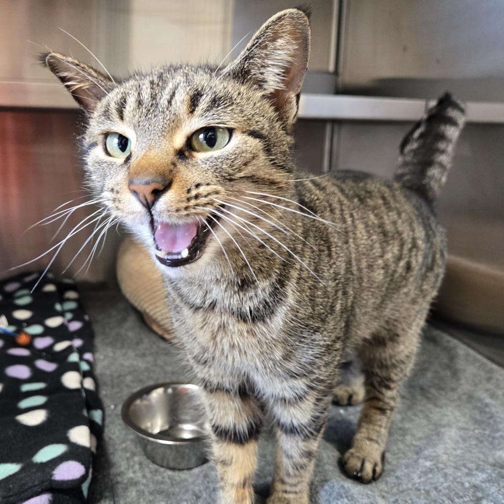 Enlarge Cleo, a Adoptable Domestic Short Hair in Nashville, IN image 5/5