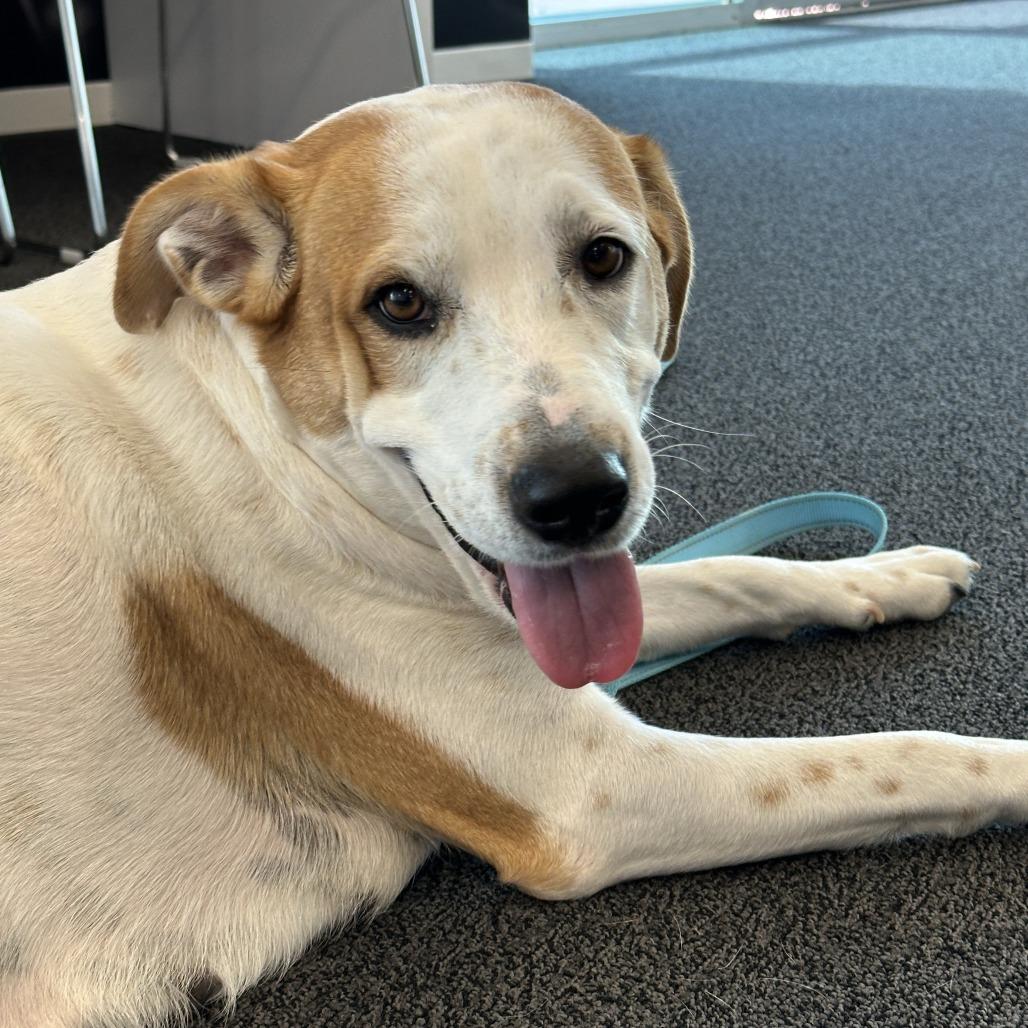 Love, Adoptable, Adult Female Mixed Breed.