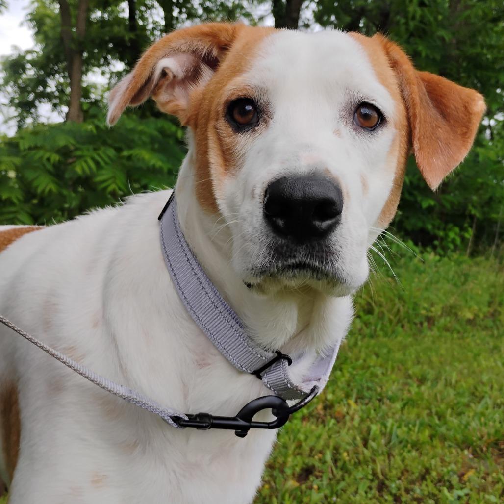 Love, Adoptable, Adult Female Mixed Breed.