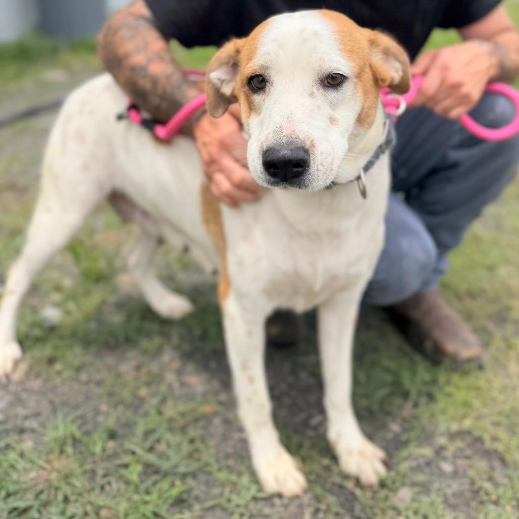 Enlarge Love, a Adoptable Mixed Breed in Bentonville, AR image 2/2
