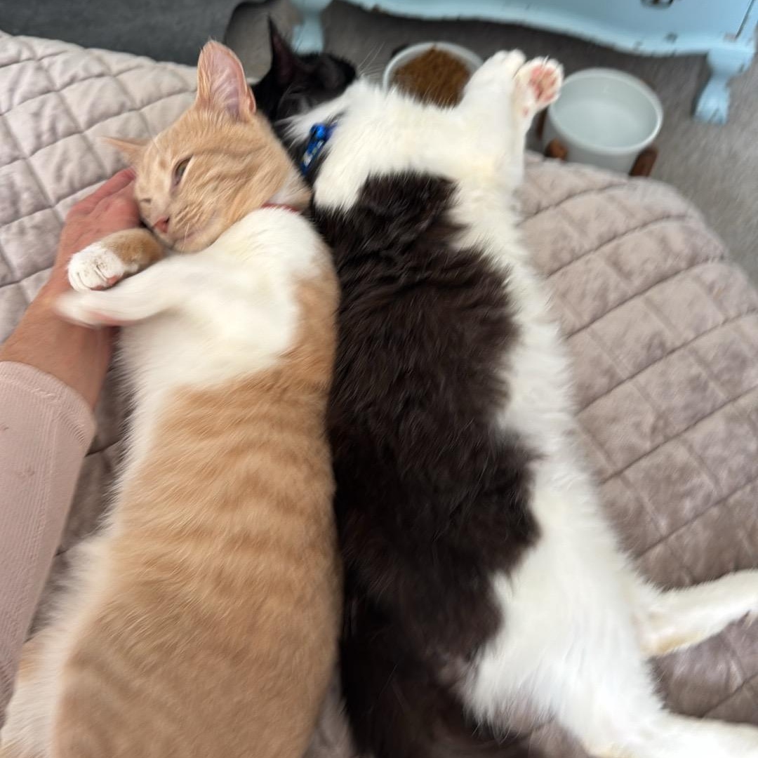 Enlarge Olive , an adoption pending mixed breed in Chesapeake Beach, MD image 4/6