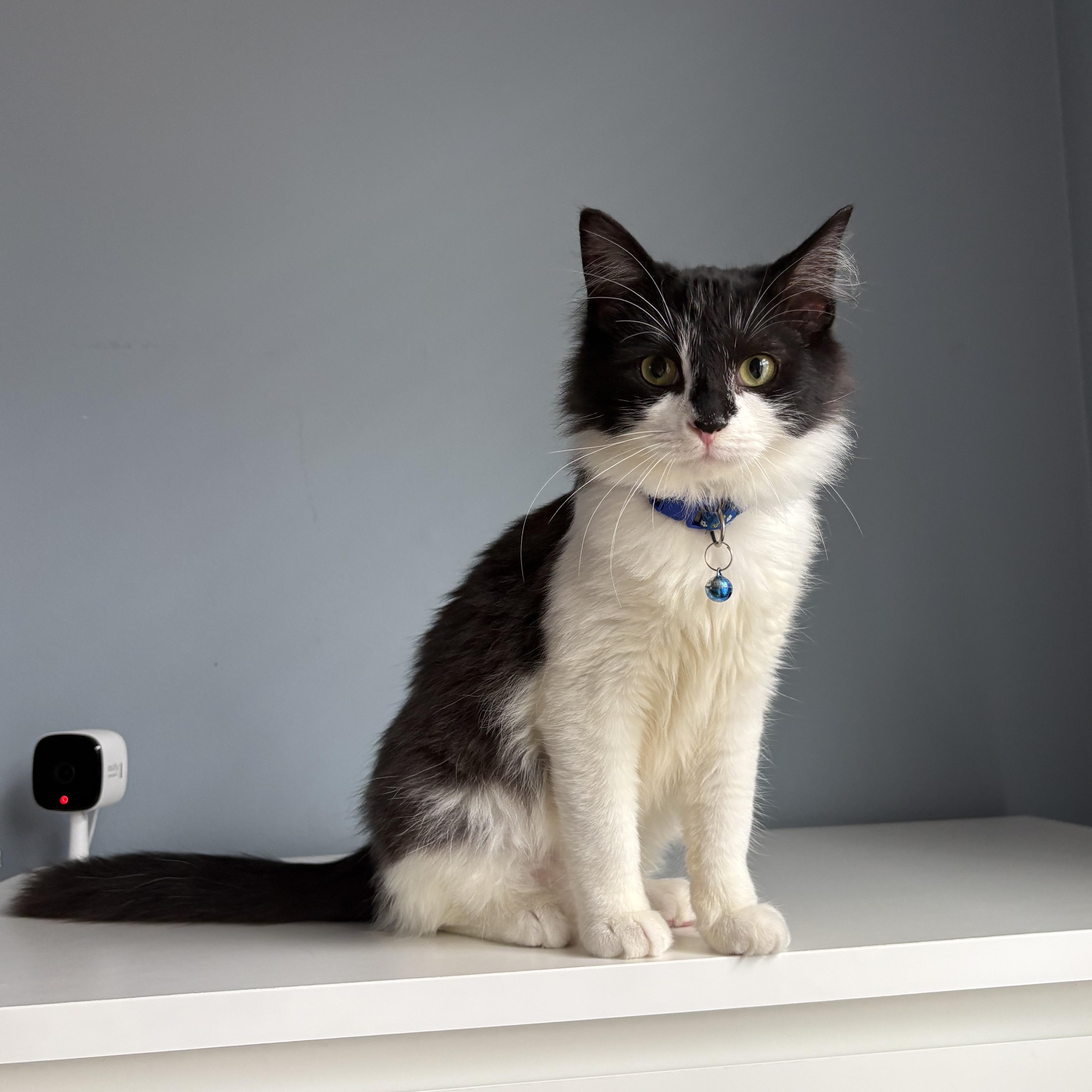 Olive , ADOPTABLE, Kitten Male Domestic Medium Hair.