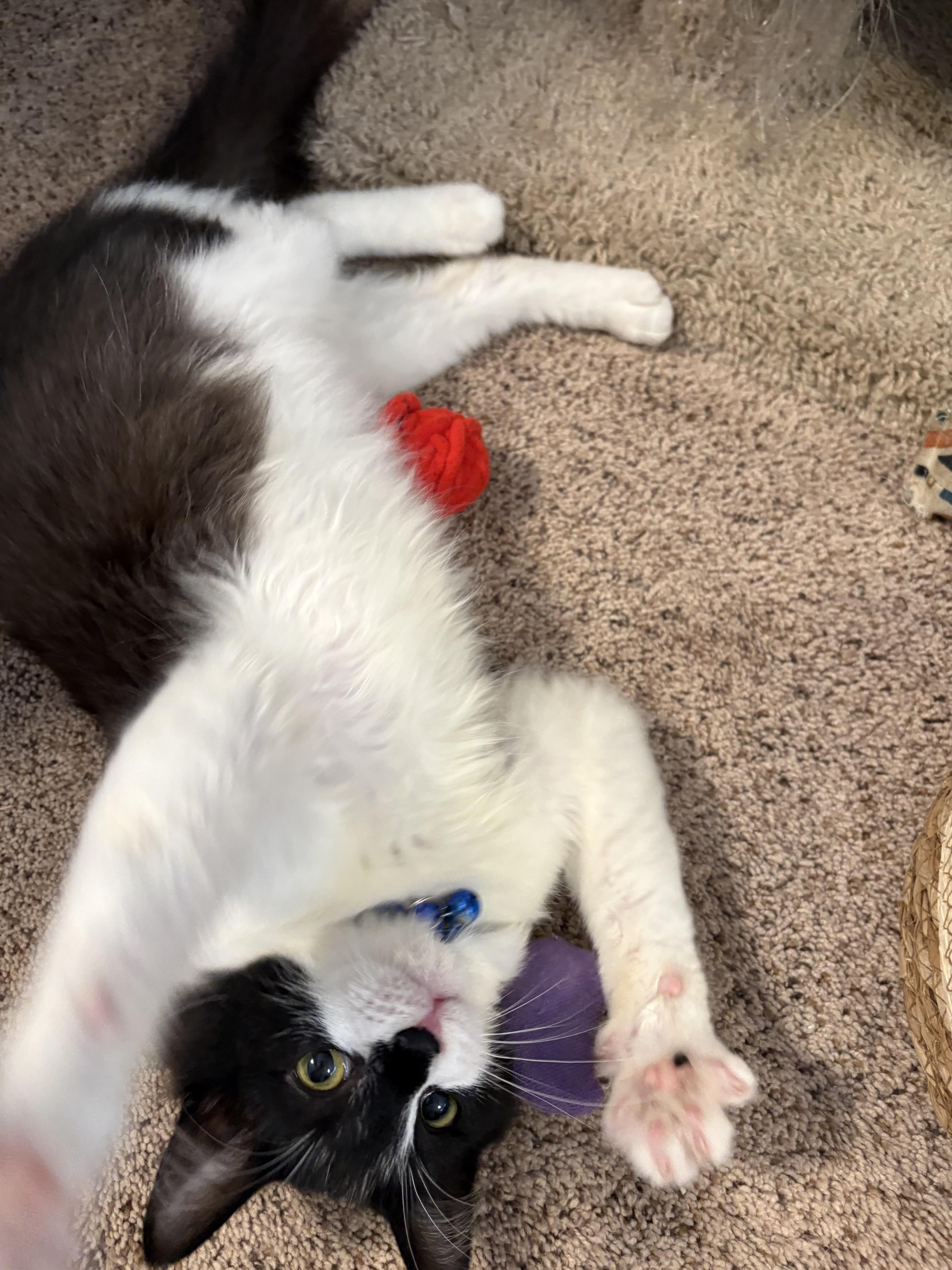 Enlarge Olive , an adoption pending mixed breed in Chesapeake Beach, MD image 3/6